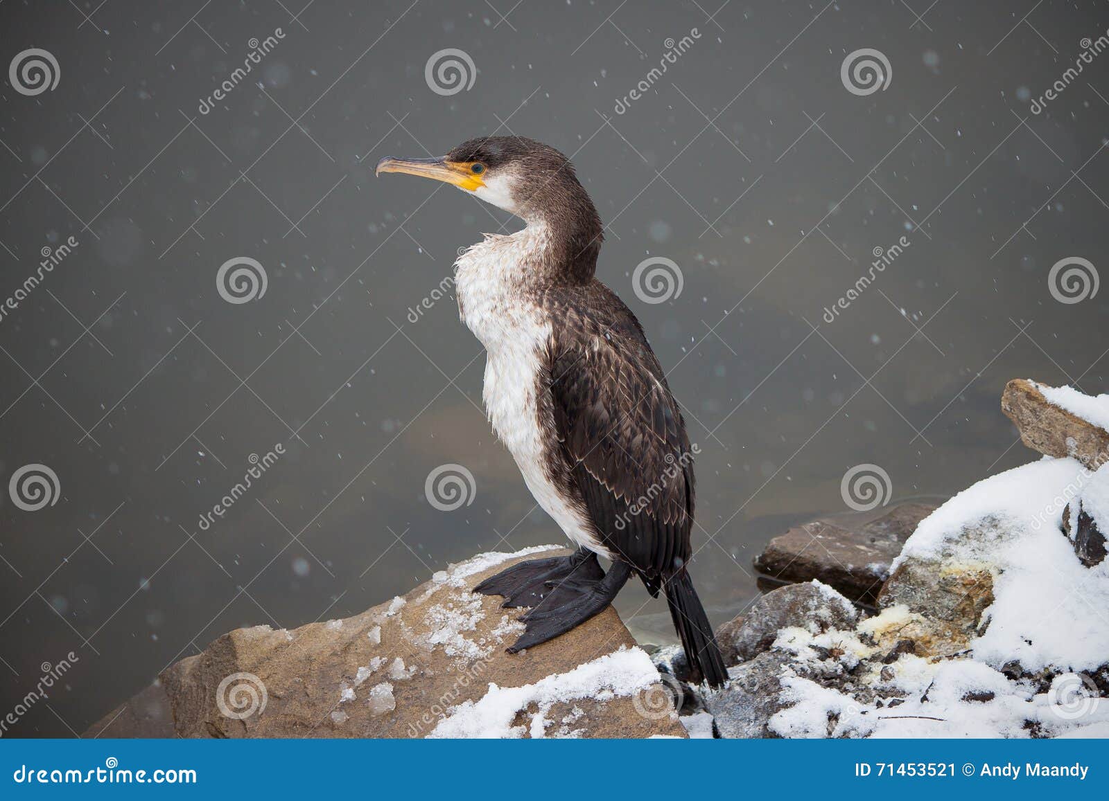 ÃÂ¡ormorant - sea bird