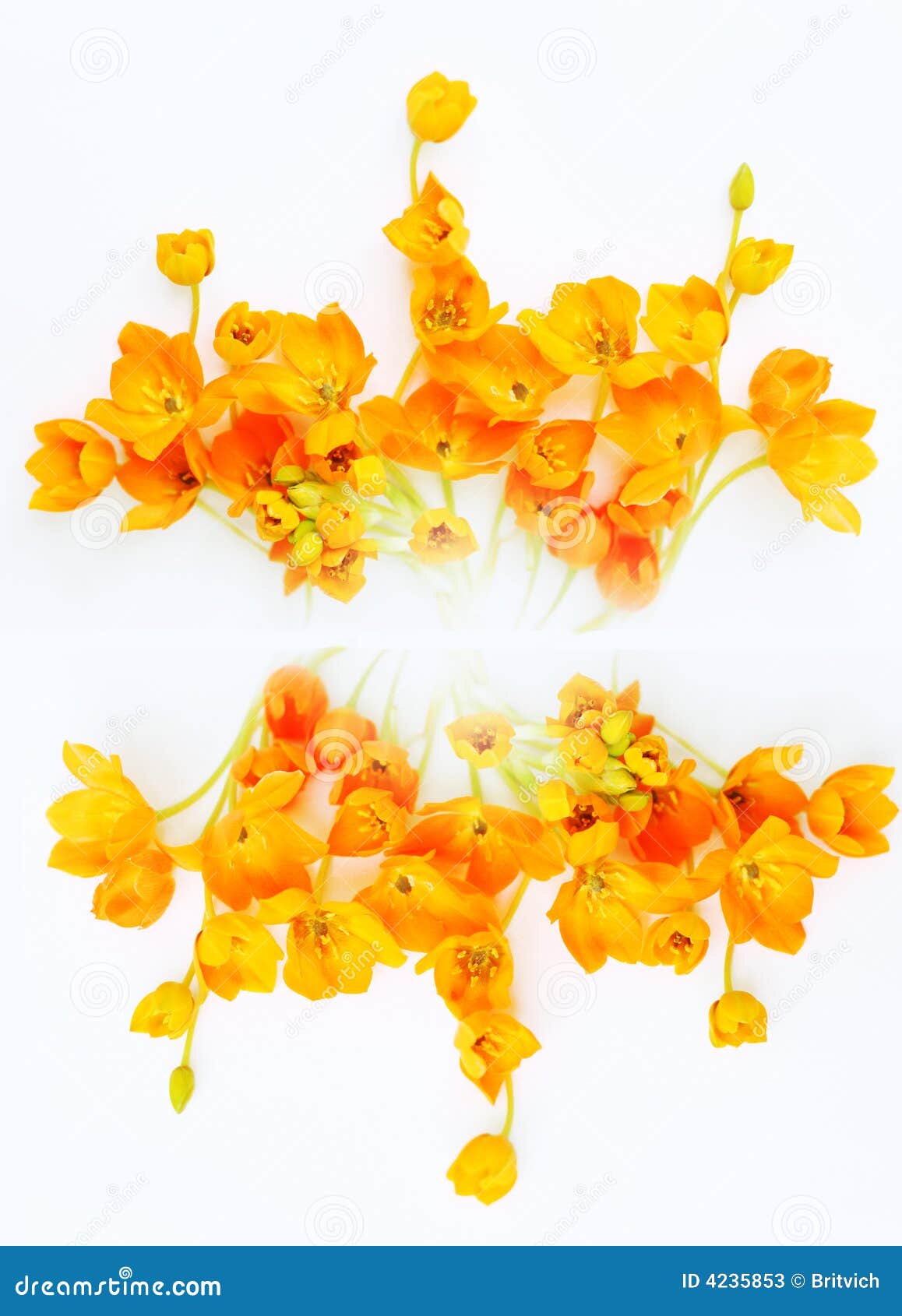 Ornament of yellow flowers stock image. Image of decoration 4235853