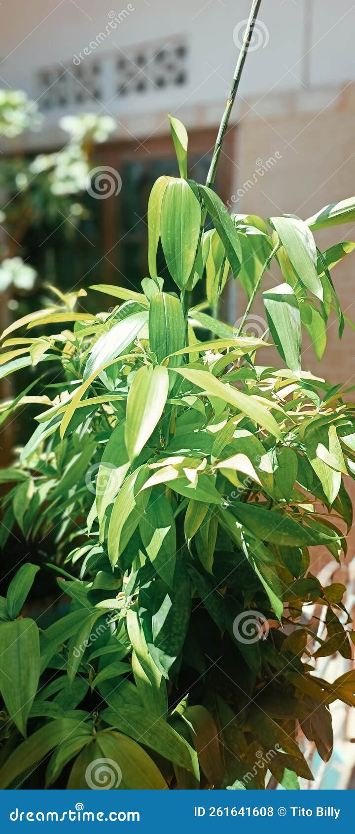 Ornamental bamboo plants stock photo. Image of plants 261641608