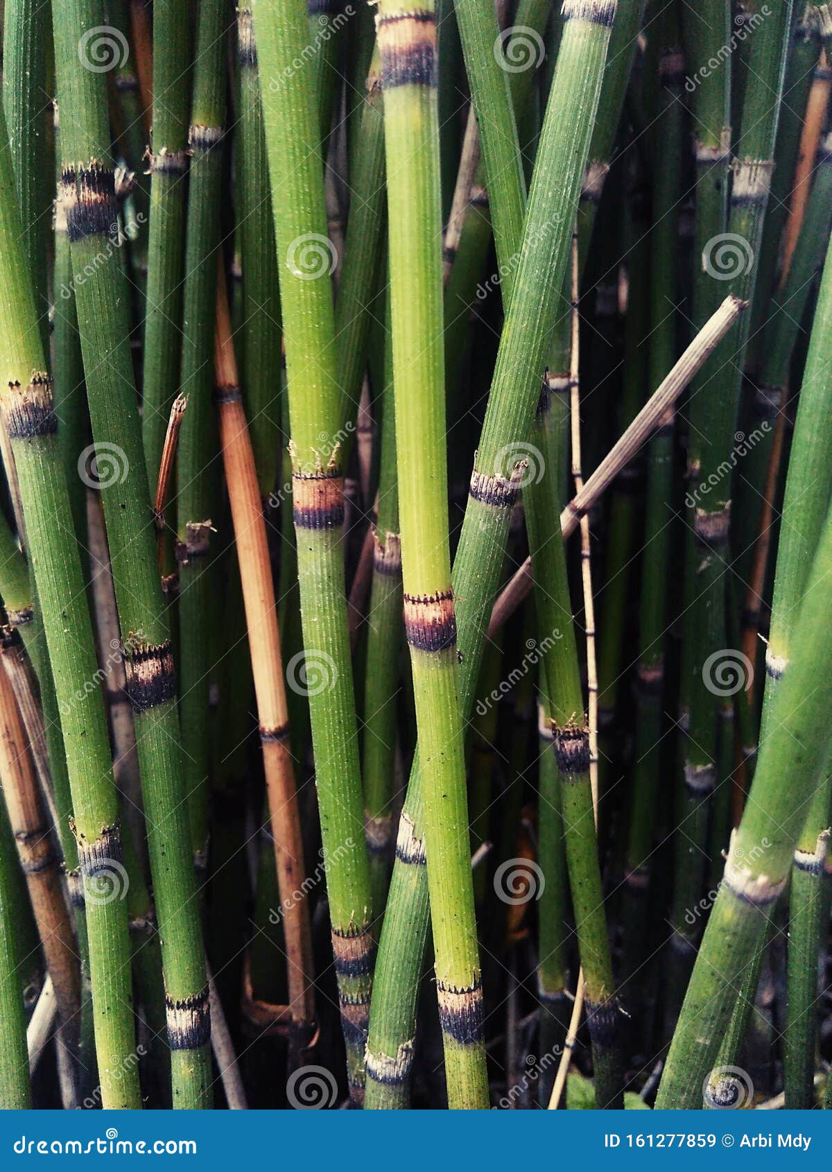  Ornamental  Bamboo  Plants Flower Root Nature Stock Image 