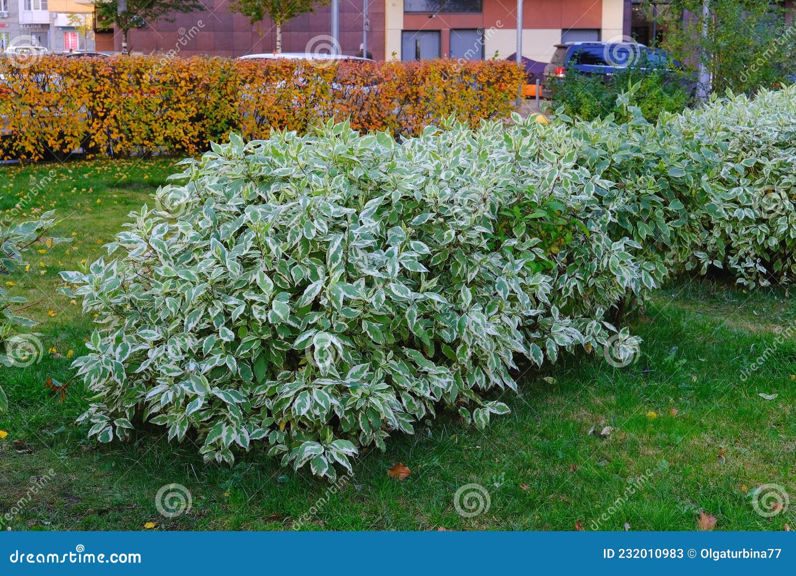 ornamental bicolor shrub cornus alba with variegated white green leaves. decorative trimmed ivory halo dogwoods bushes