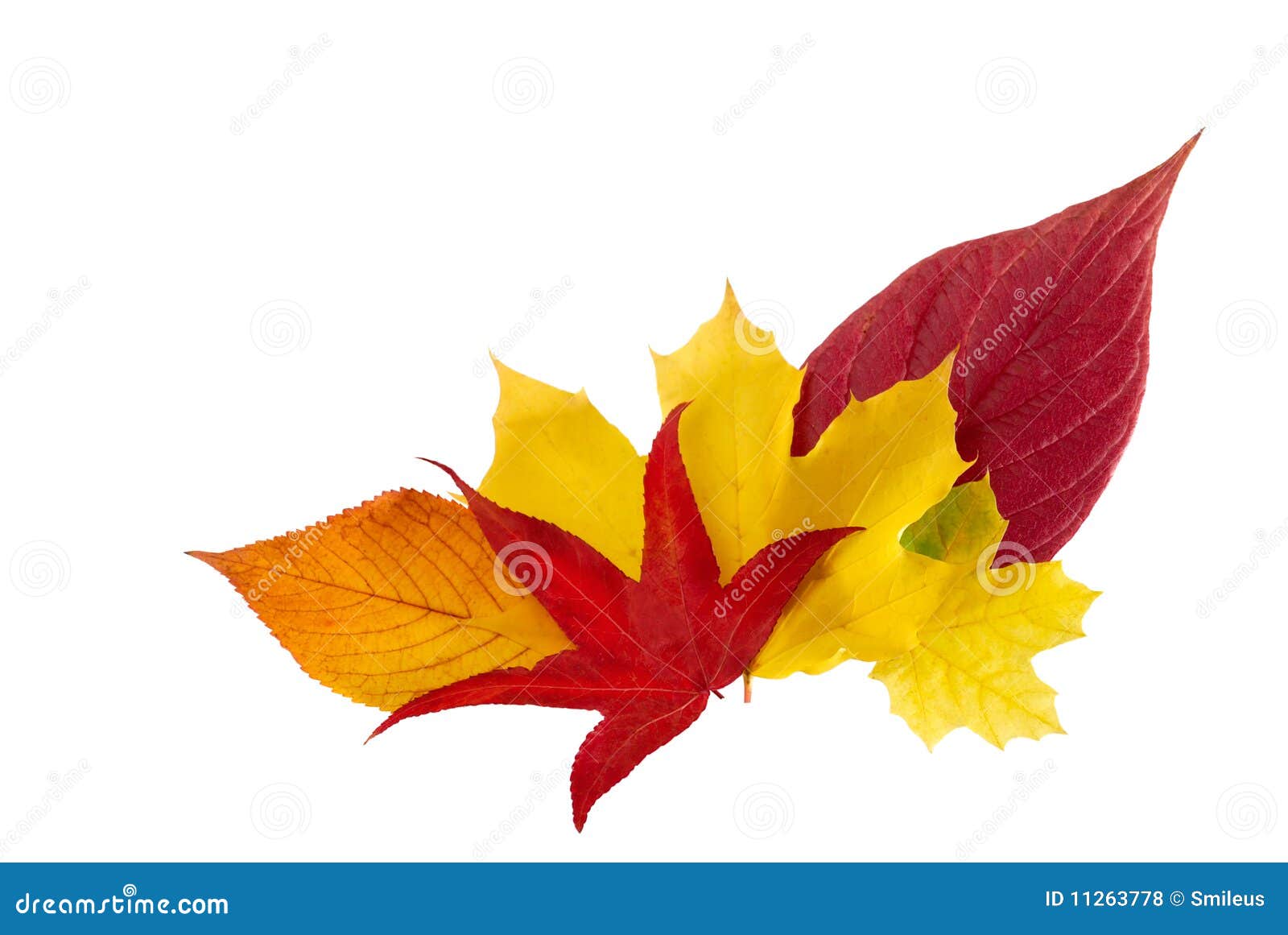 Ornamental Bunch of Autumn Leaves Stock Photo Image of greenery