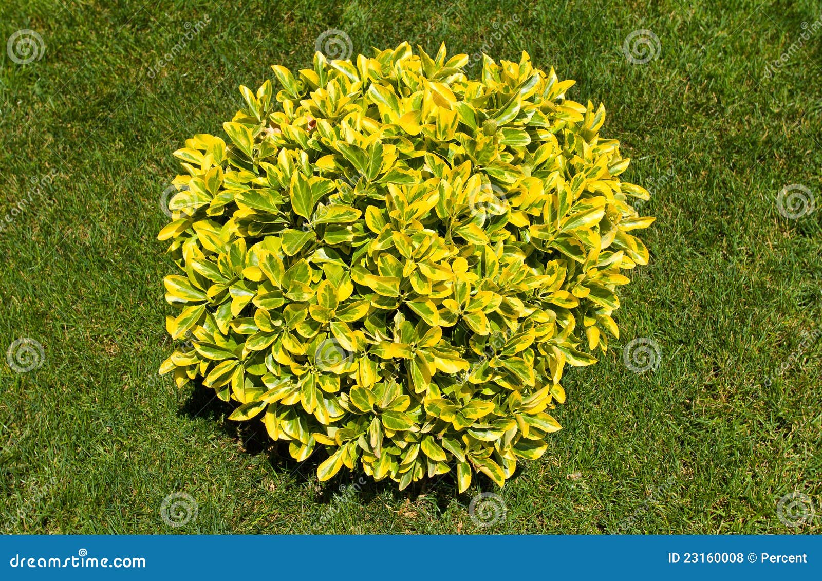 Ornamental bush stock photo. Image of small, color, garden 23160008