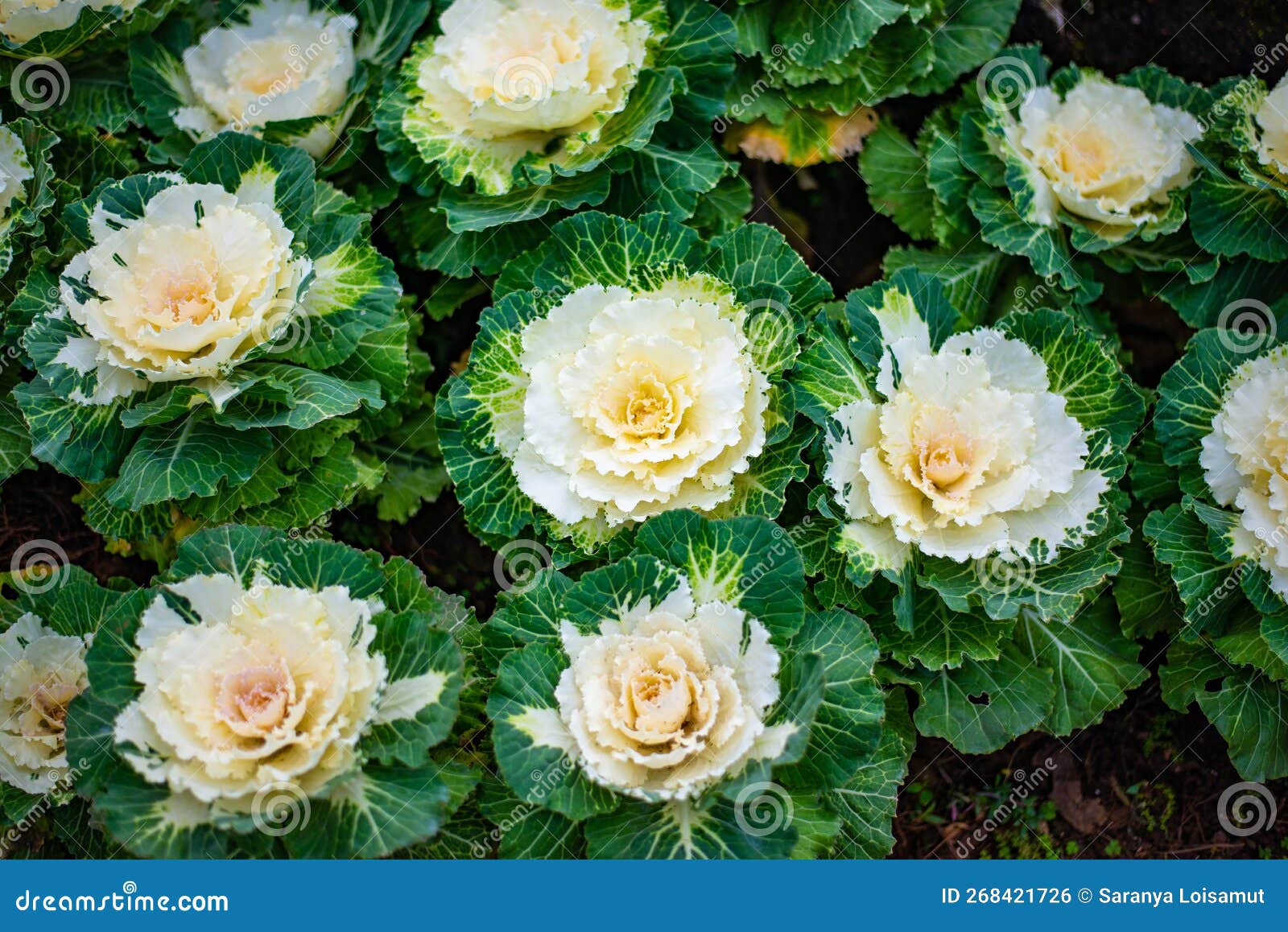 Ornamental Cabbage Originated in Japan Stock Photo Image of closeup, earth 268421726