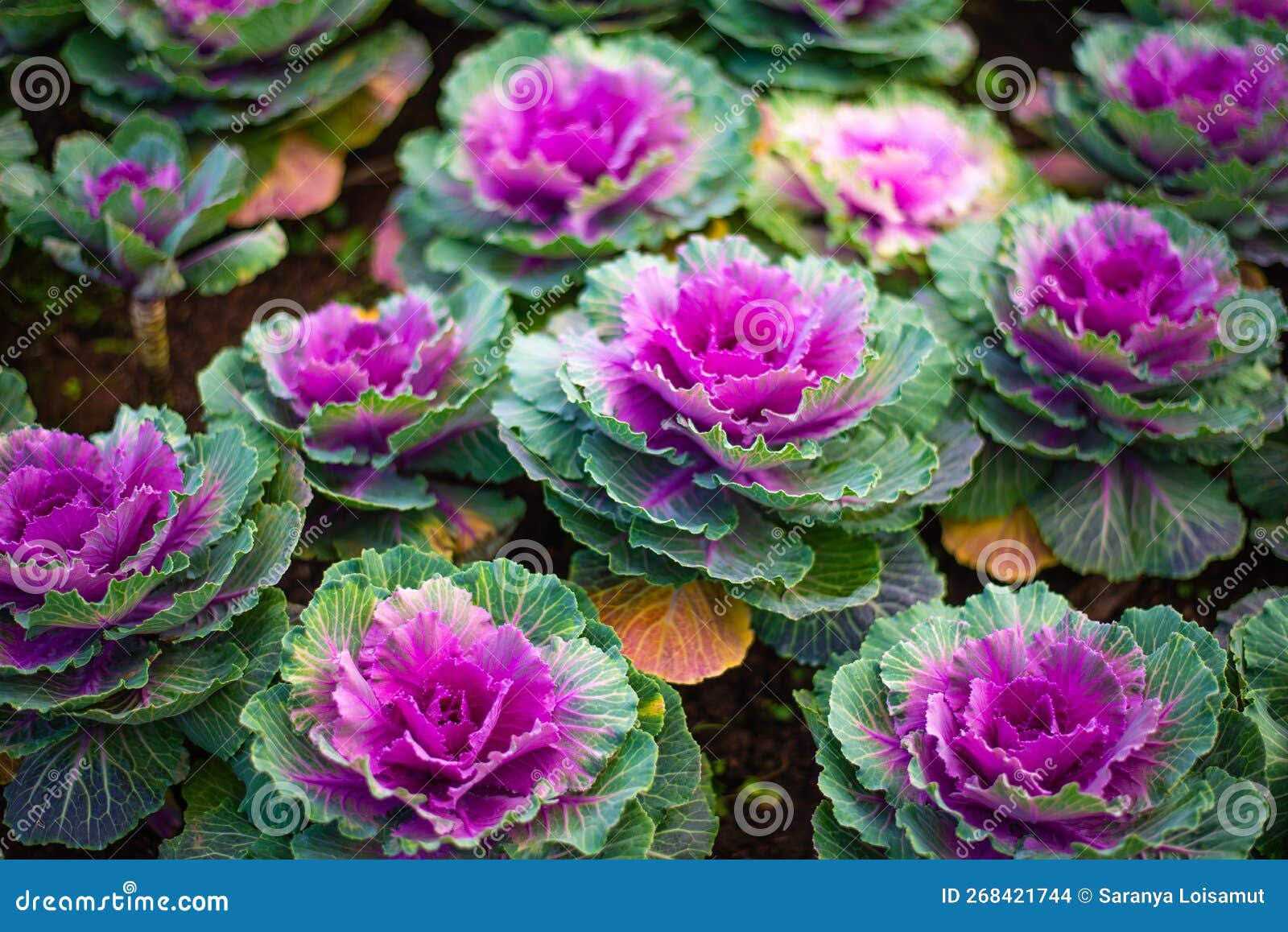 Ornamental Cabbage Originated in Japan Stock Photo Image of grow, benefits 268421744