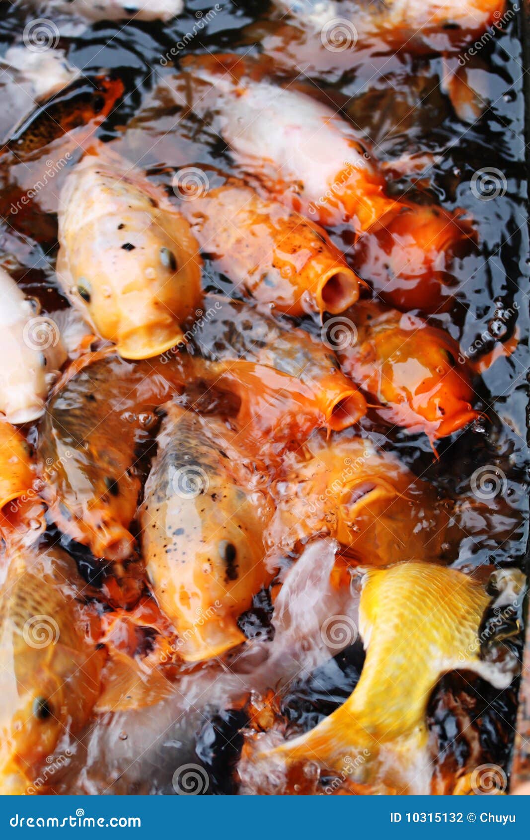 Ornamental carp stock photo. Image of asian, colorful 10315132
