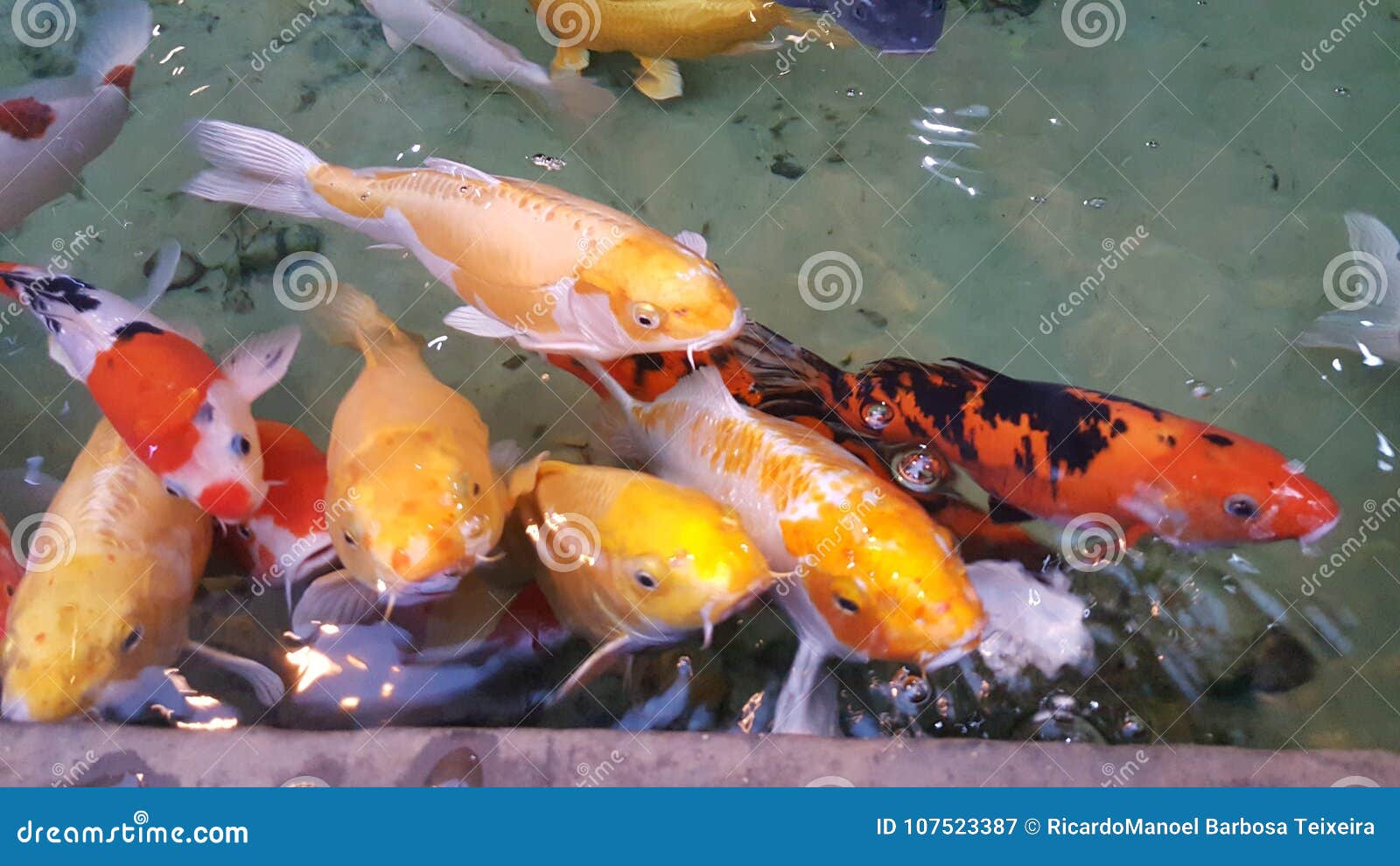 Ornamental Carps stock image. Image of ornamental, colored 107523387