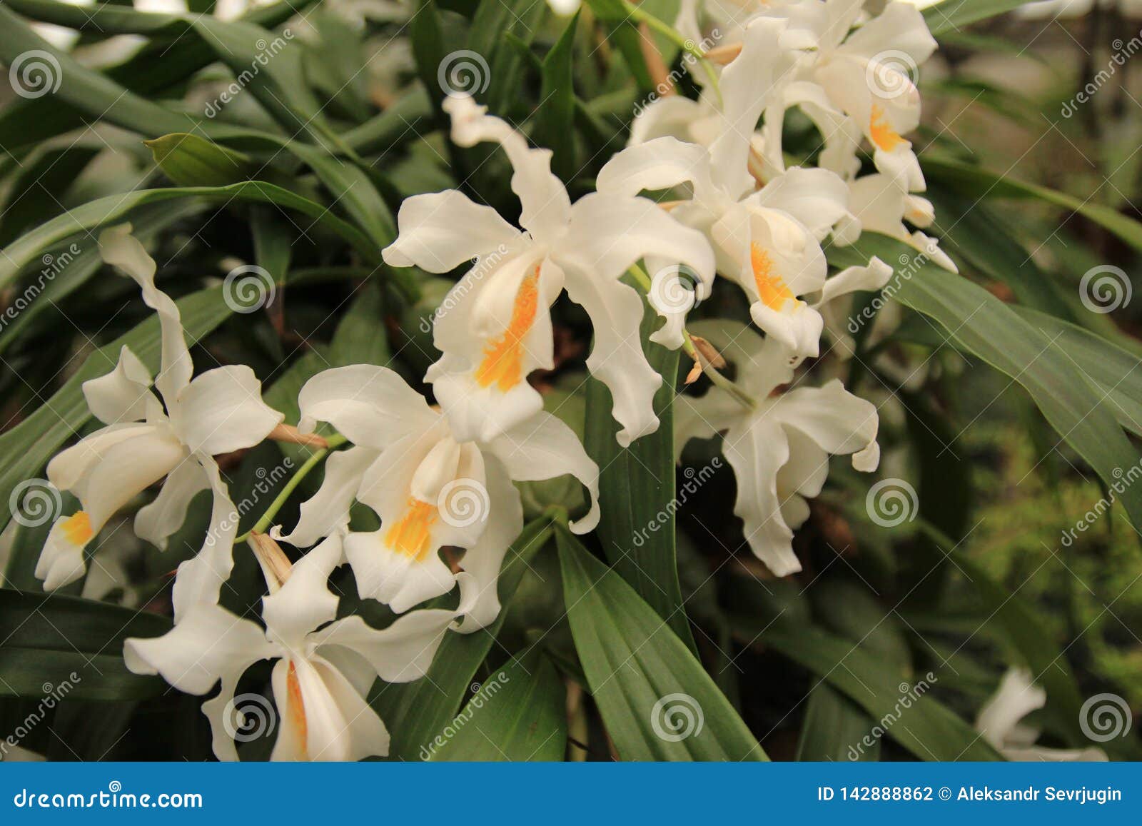 Ornamental with Colorful Orchids in the Garden Stock Photo Image of blooming, garden 142888862
