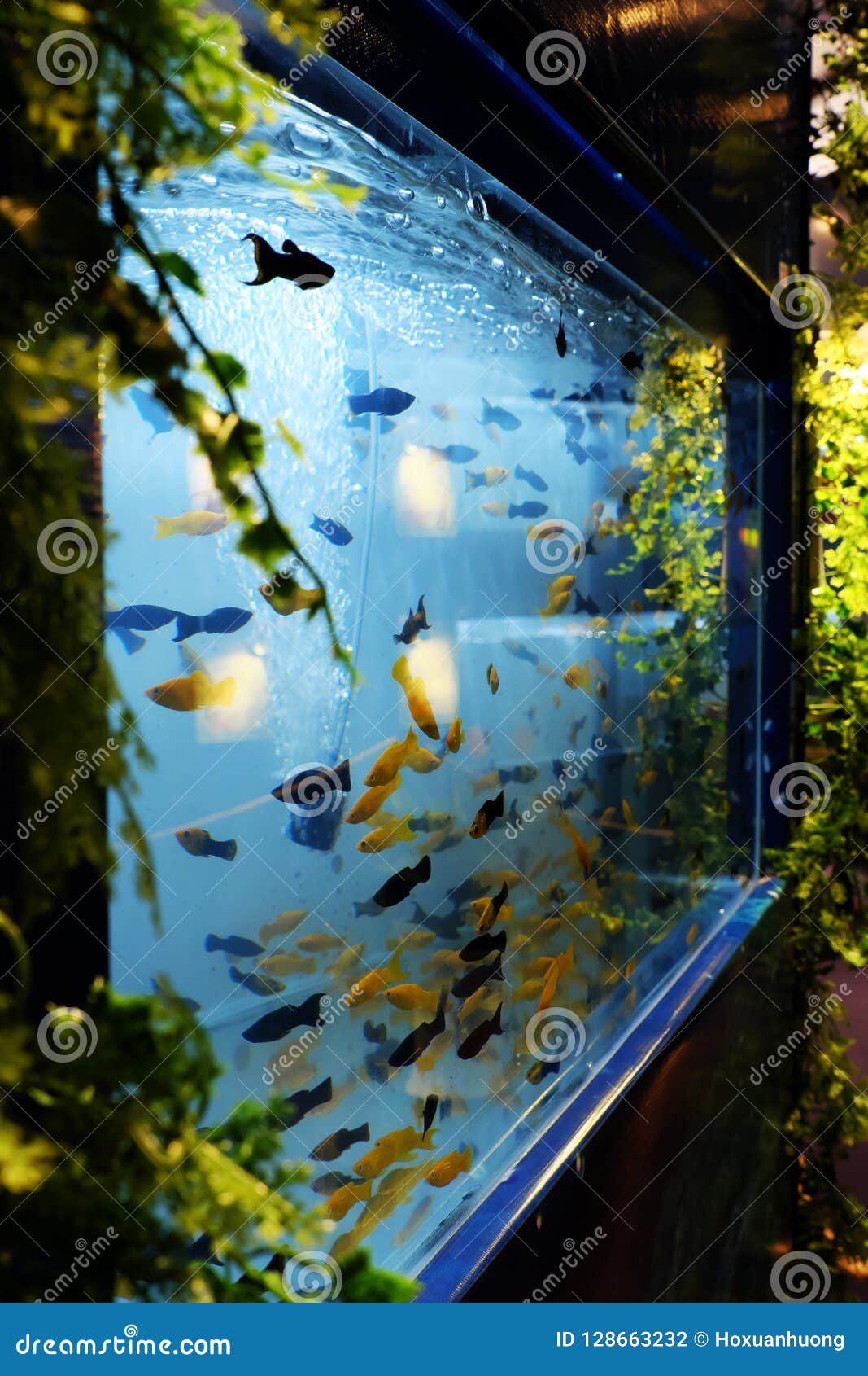 Ornamental Fish in Aquarium Stock Photo Image of liquid, aquatic
