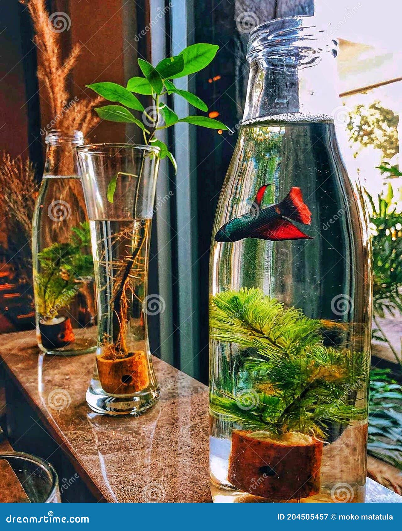 bottle aquarium