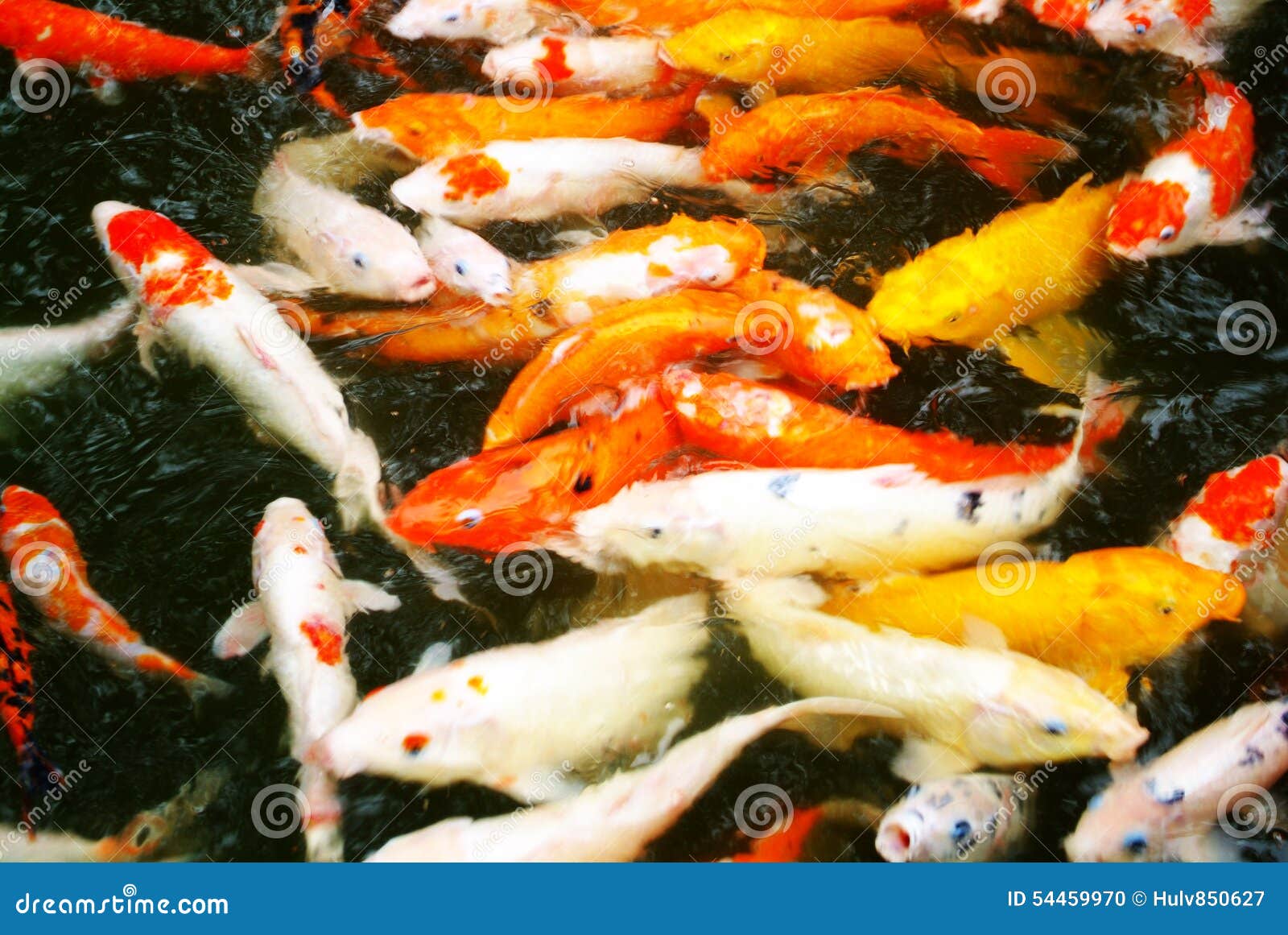 Ornamental fish stock photo. Image of japan, fish, feed 54459970
