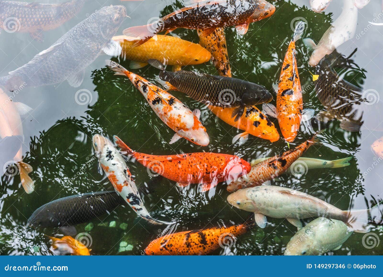 Ornamental Fish in Pond in China Stock Photo Image of nature