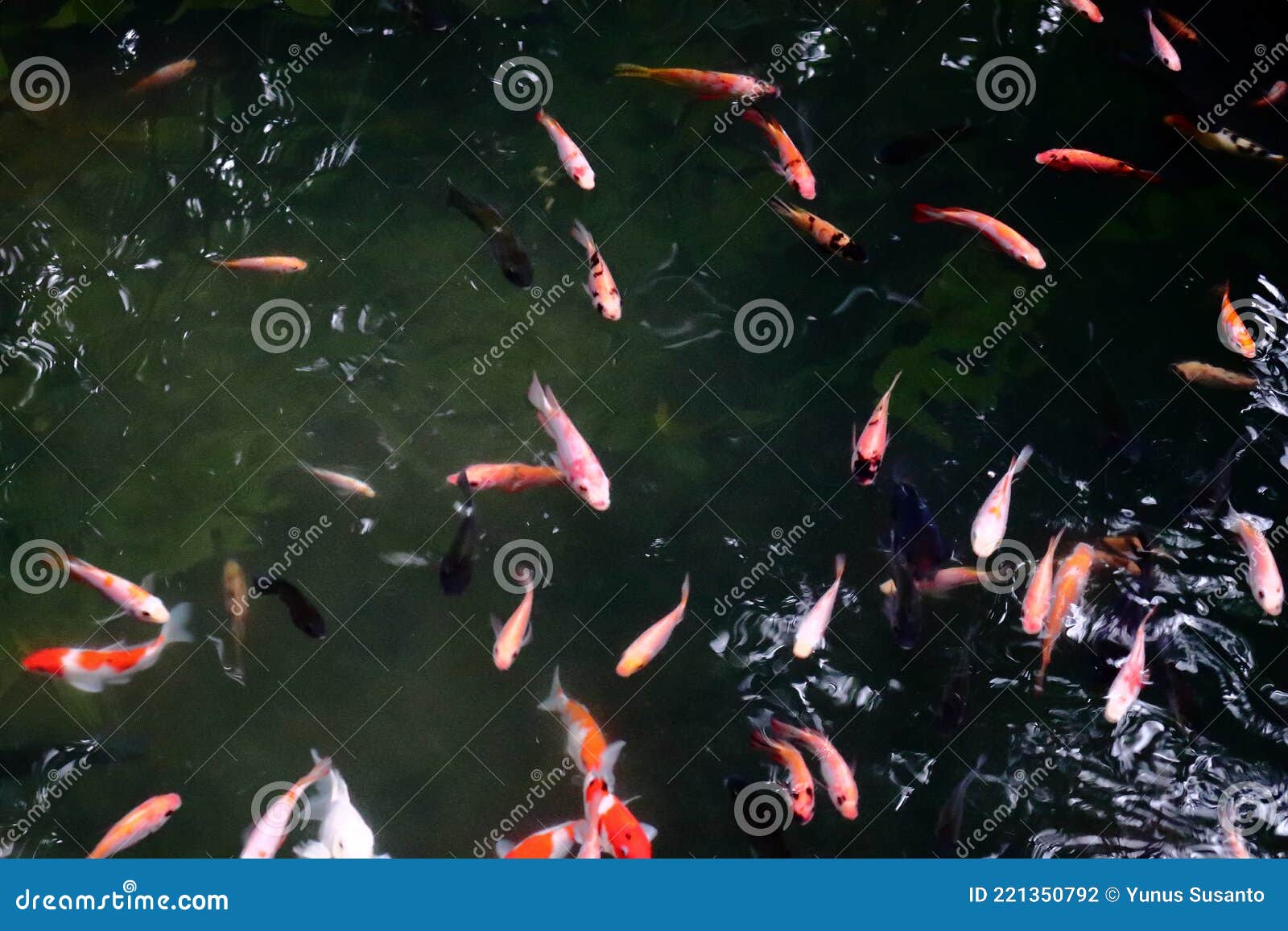 Ornamental Fish Pond, Koi Fish Stock Photo Image of clip, living