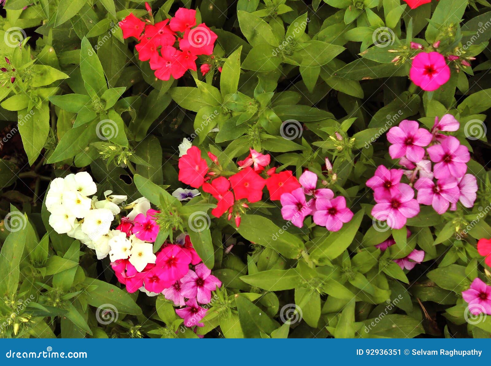 Ornamental flower bed stock image. Image of landscape - 92936351