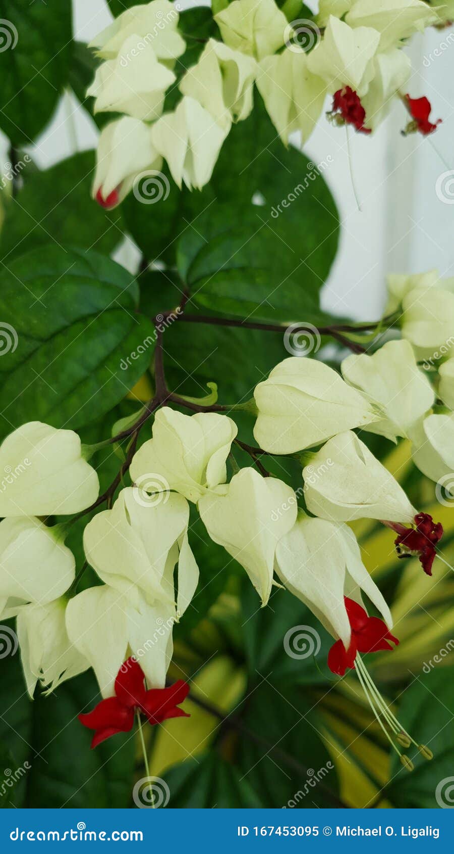 Ornamental Garden Flower in Bohol, Philippines Stock Image Image of ornamental, bohol 167453095