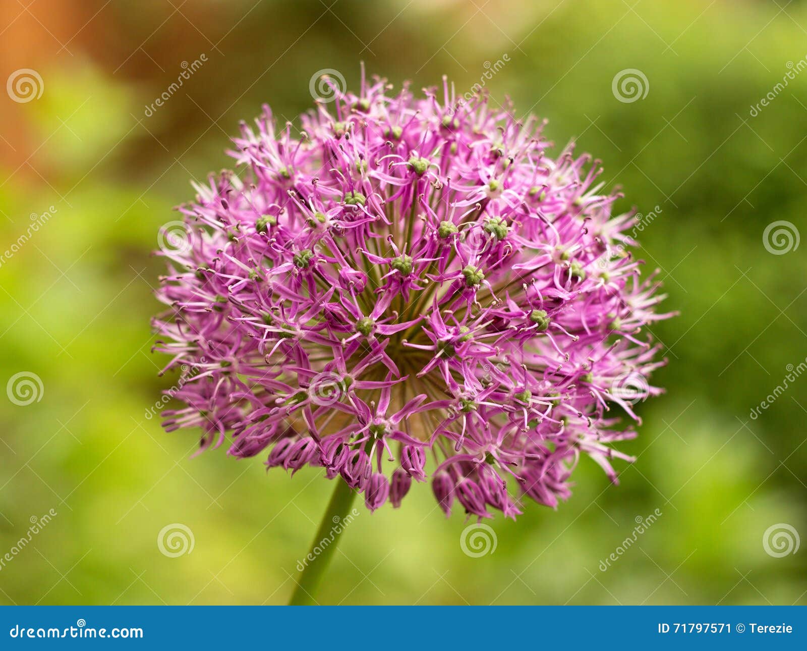 Ornamental garlic stock image. Image of garden, flora 71797571