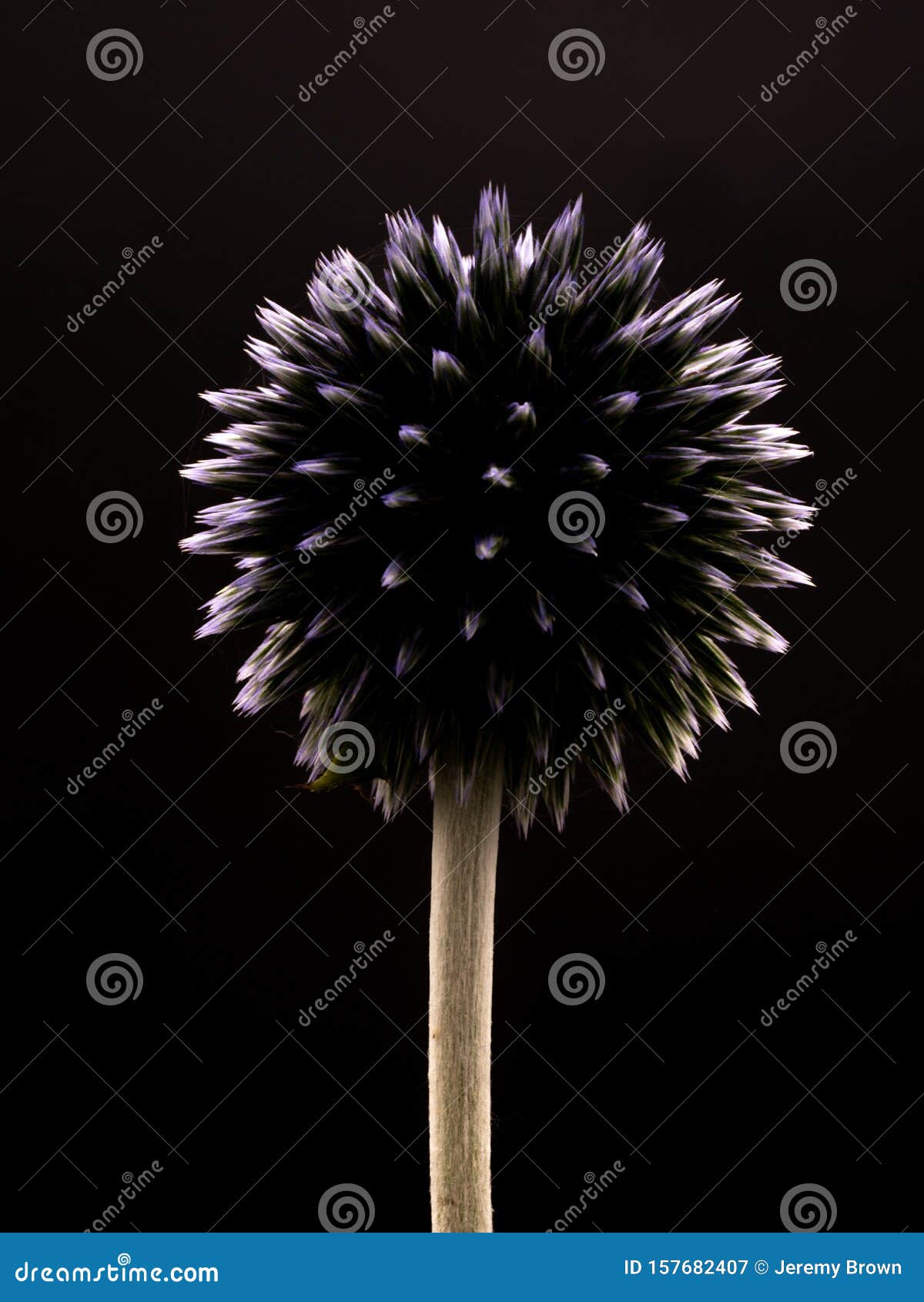 ornamental globe thistle, echinops