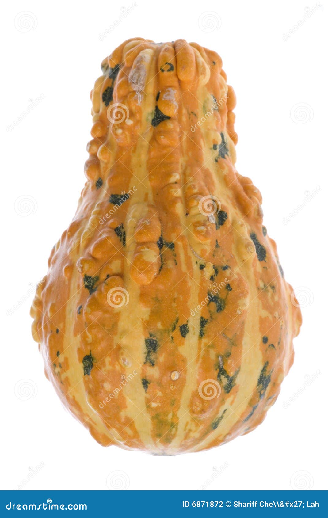 Ornamental Gourd Isolated stock photo. Image of green 6871872