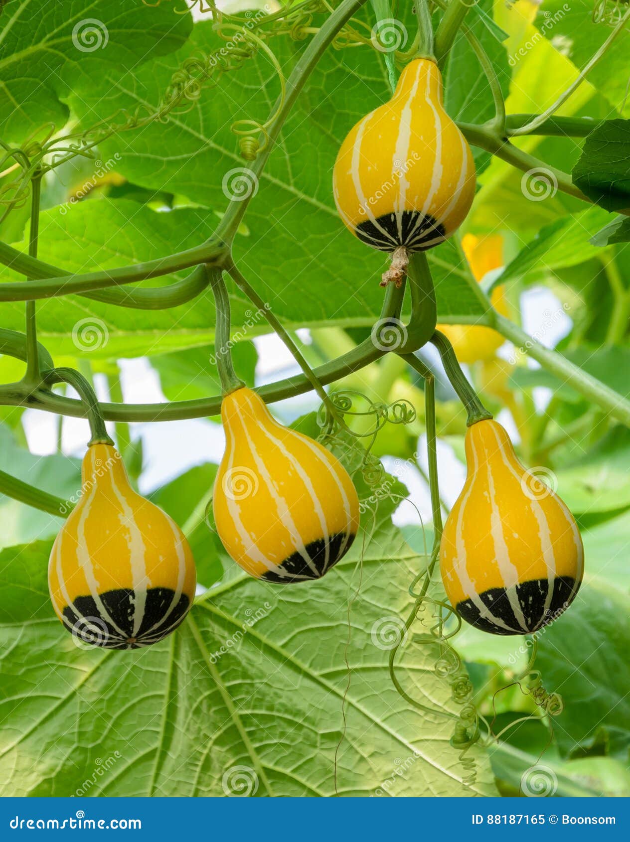 Ornamental Gourd Plant RoyaltyFree Stock Image