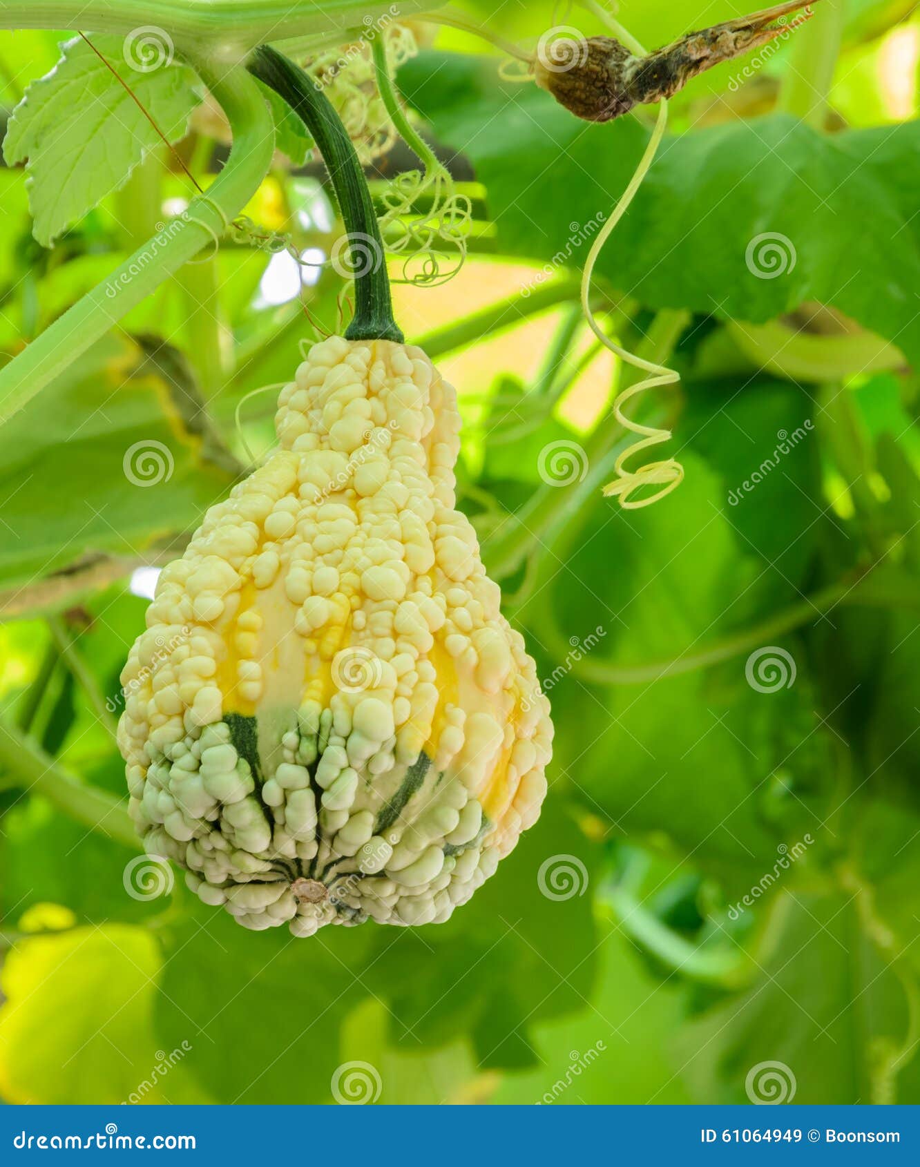 Ornamental gourd plant stock image. Image of pumpkin 61064949