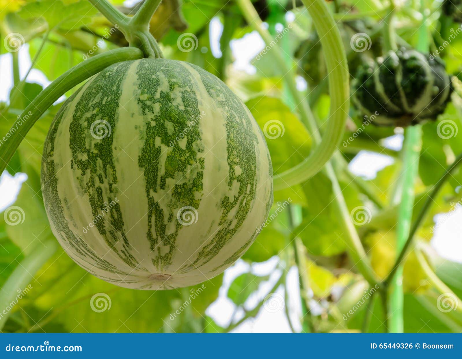 Ornamental gourd plant stock photo. Image of round, organic 65449326