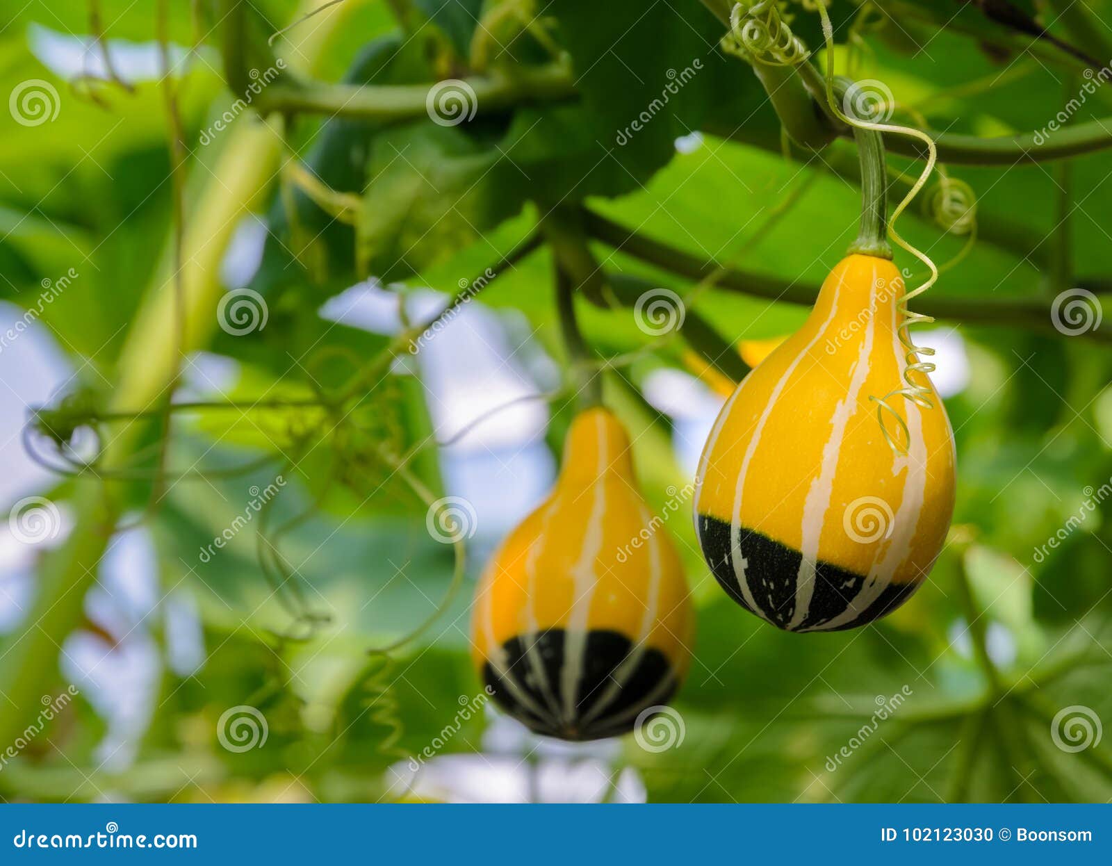 Ornamental Gourd or Pumpkin Plant Stock Photo Image of closeup, cucurbita 102123030