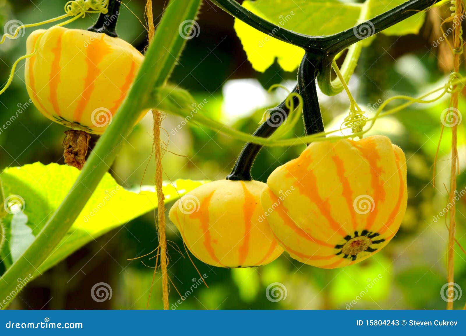 Ornamental Gourds stock image. Image of trellised, nature 15804243