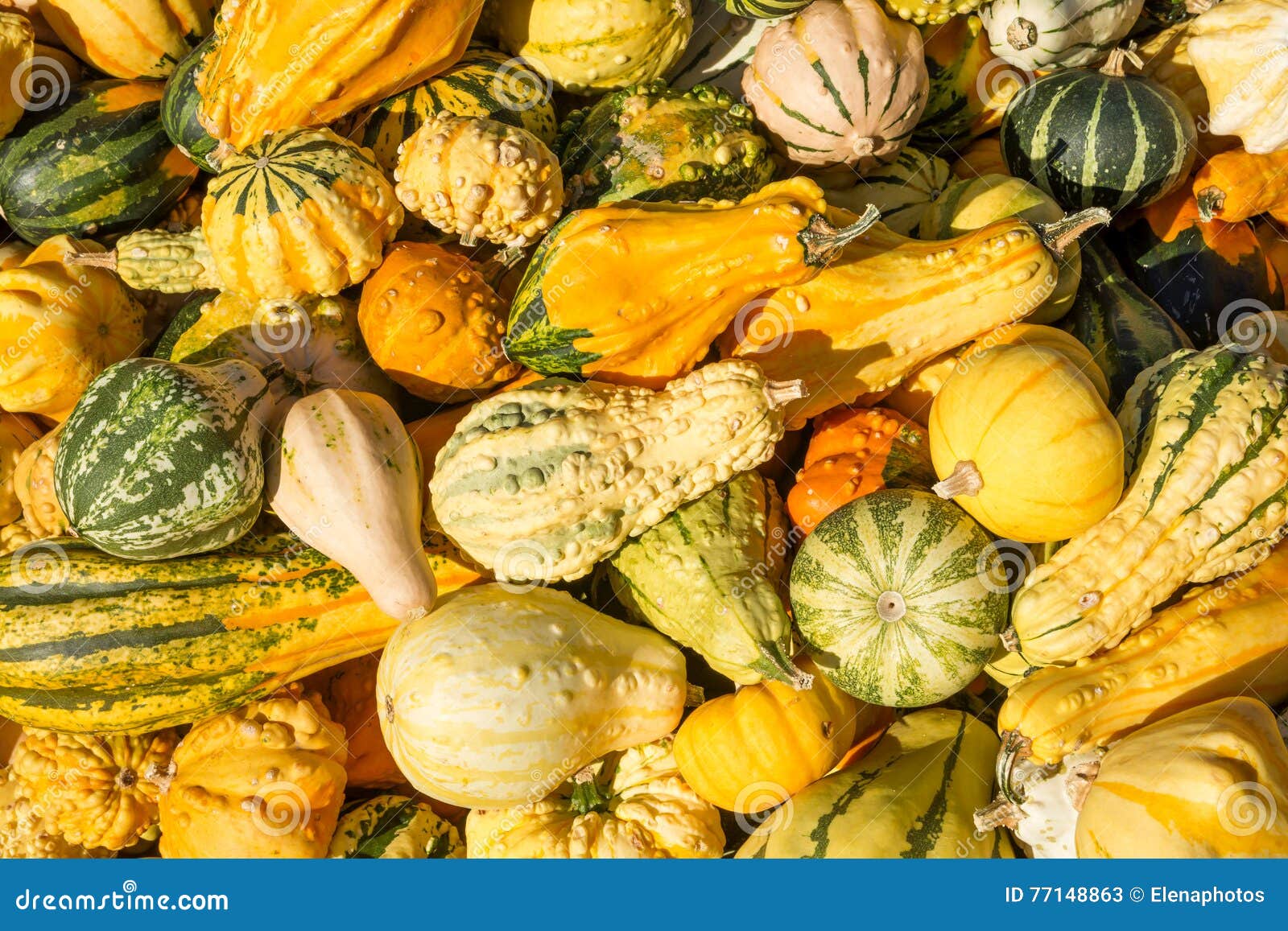 Ornamental Gourds and Pumpkins . Stock Image Image of decorative