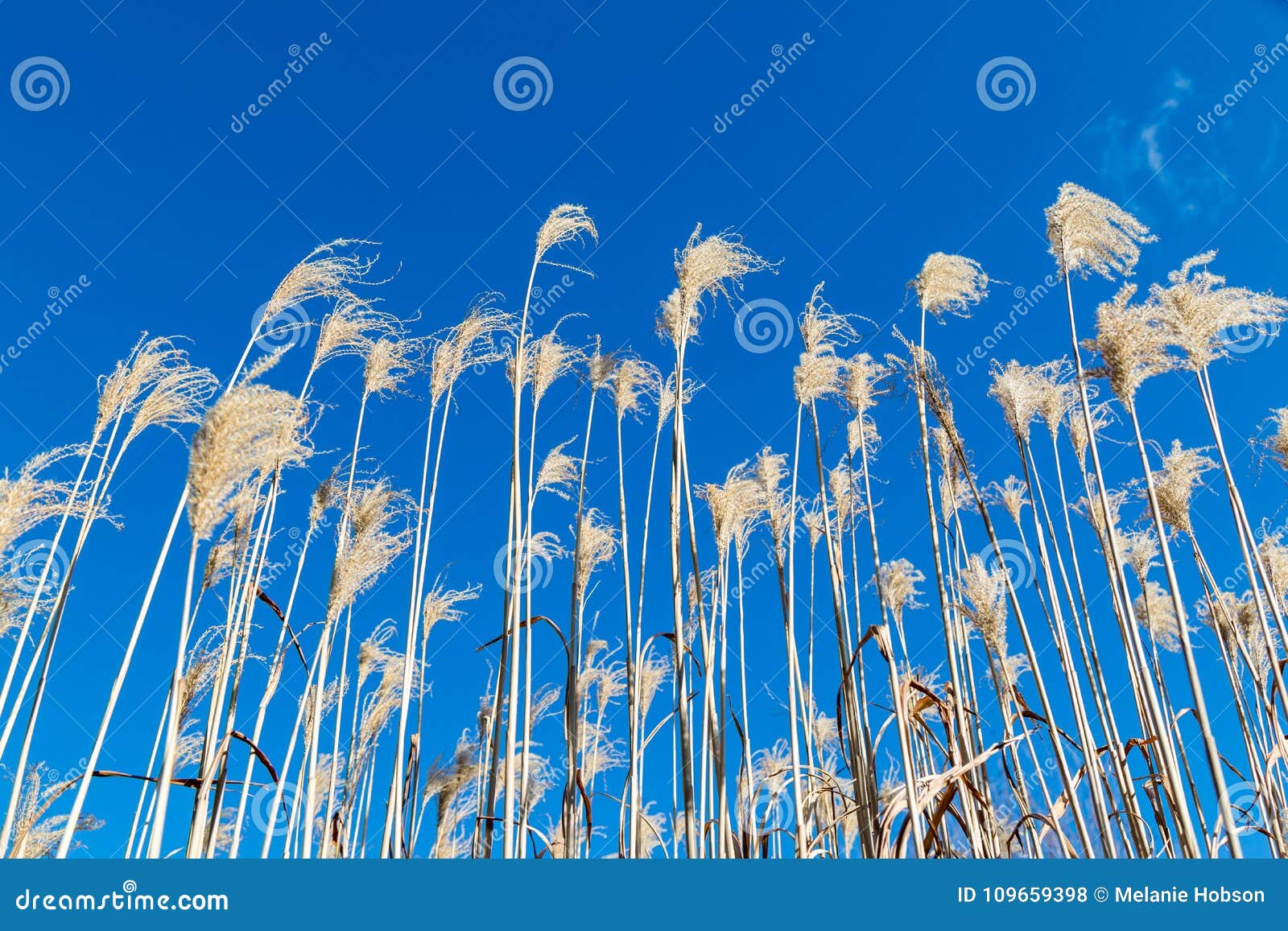 Ornamental Grass stock photo. Image of outdoors, view 109659398