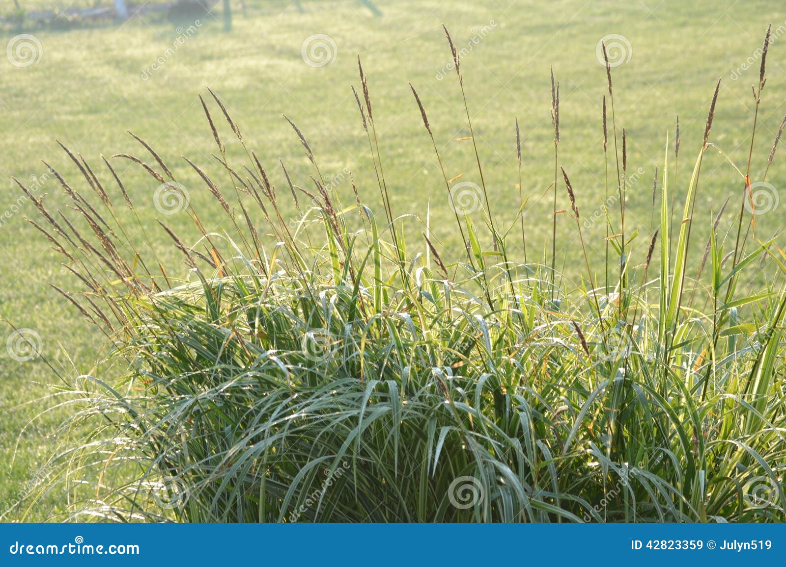 Ornamental grass stock image. Image of mown, botany, growth 42823359