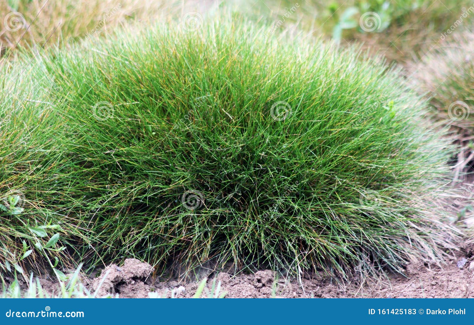 ornamental grasses bear plant festuca gautieri