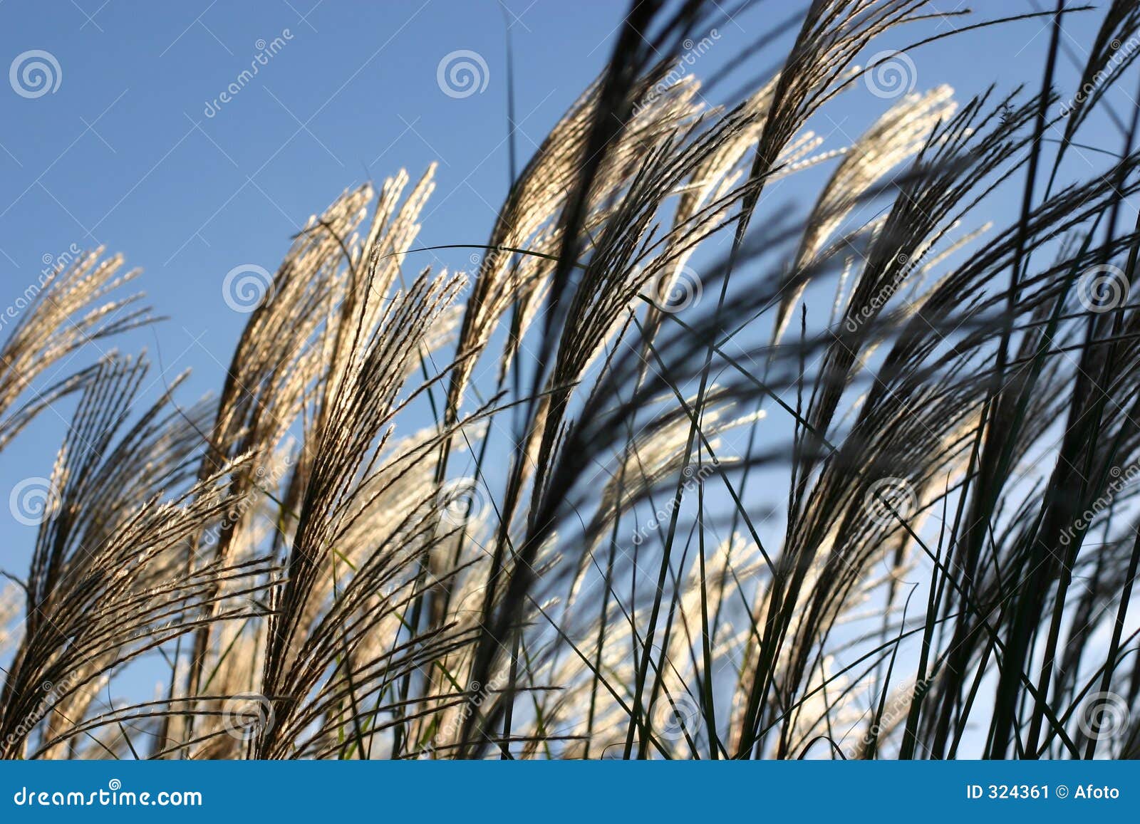 Ornamental grasses in wind stock image. Image of wheat 324361