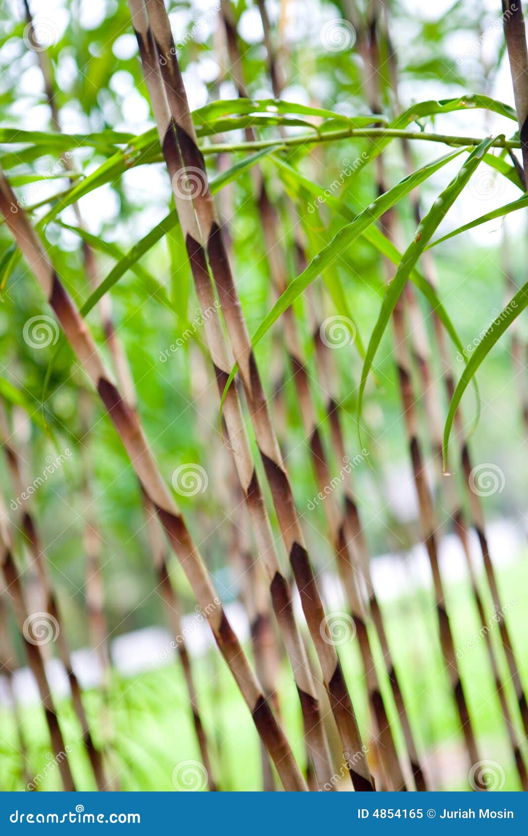  Ornamental  Japanese Bamboo  Grass Royalty Free Stock Photo 