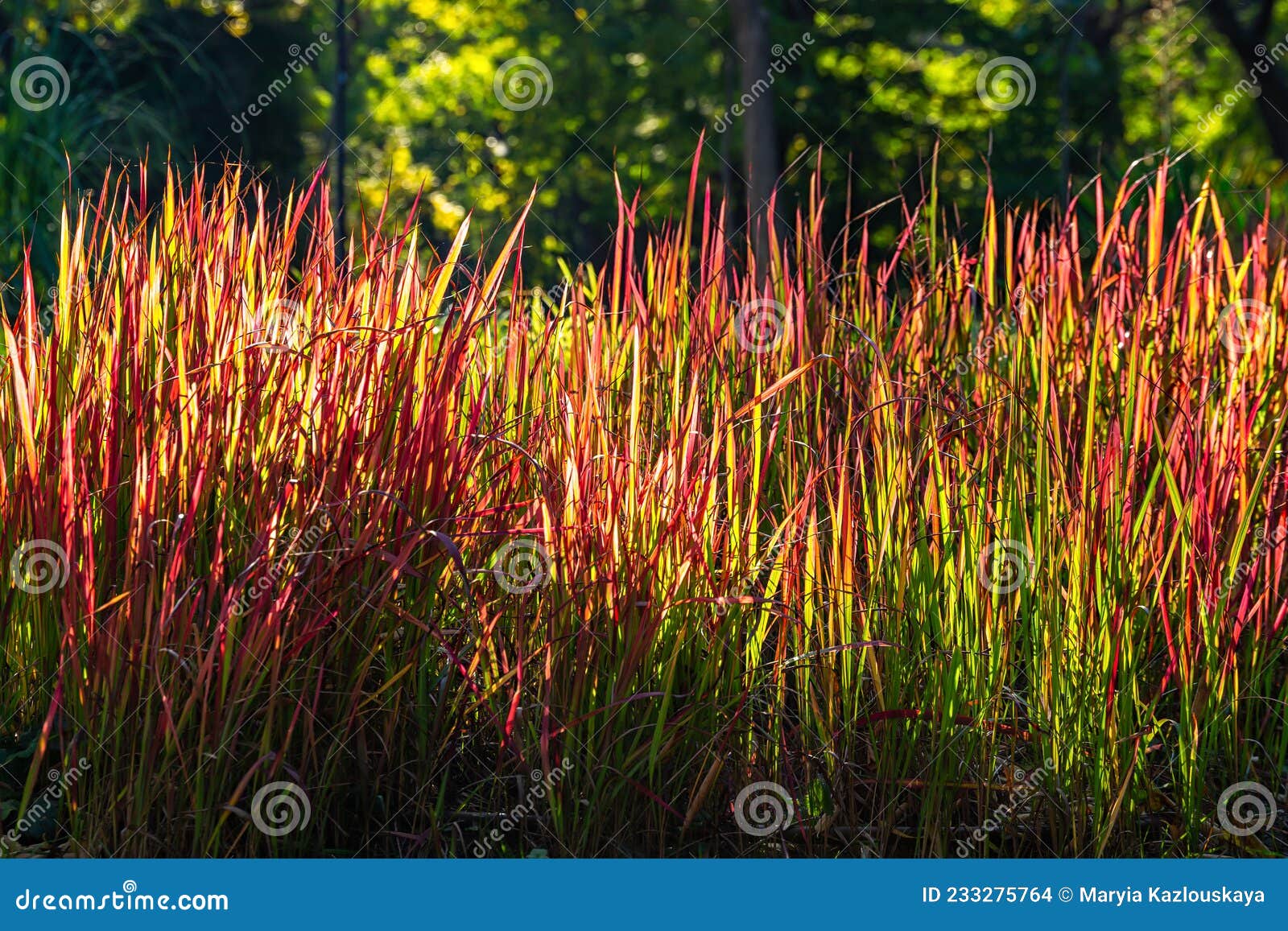 ornamental japanese blood grass or imperata cylindrica `rubra` backlit with evening sun outdoors. beautiful perennial plant with