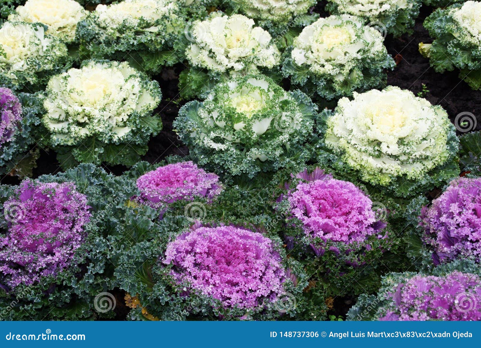 Ornamental Kale, Brassica Oleracea Var. Acephala, in a Park of Budapest