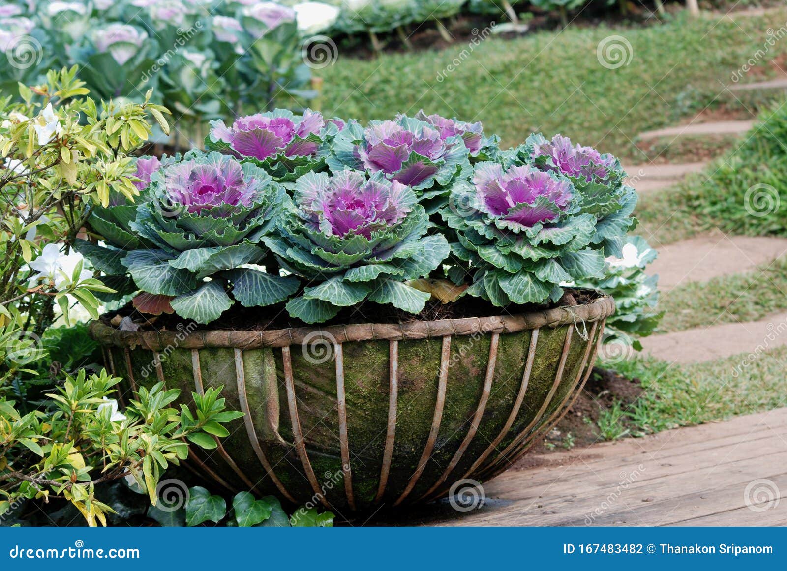 Green cale stock photo. Image of cale, cabbage, green - 12467880