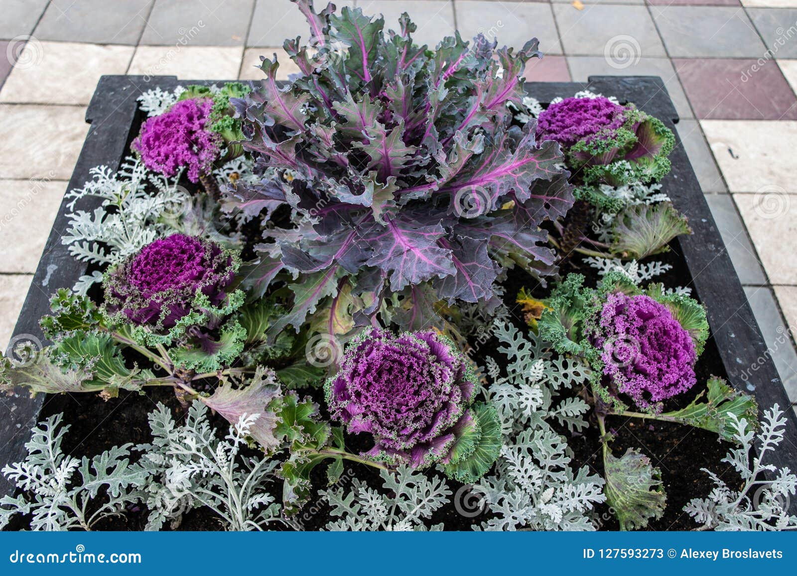 Ornamental Kale in Garden Bed Stock Image Image of nature, kale