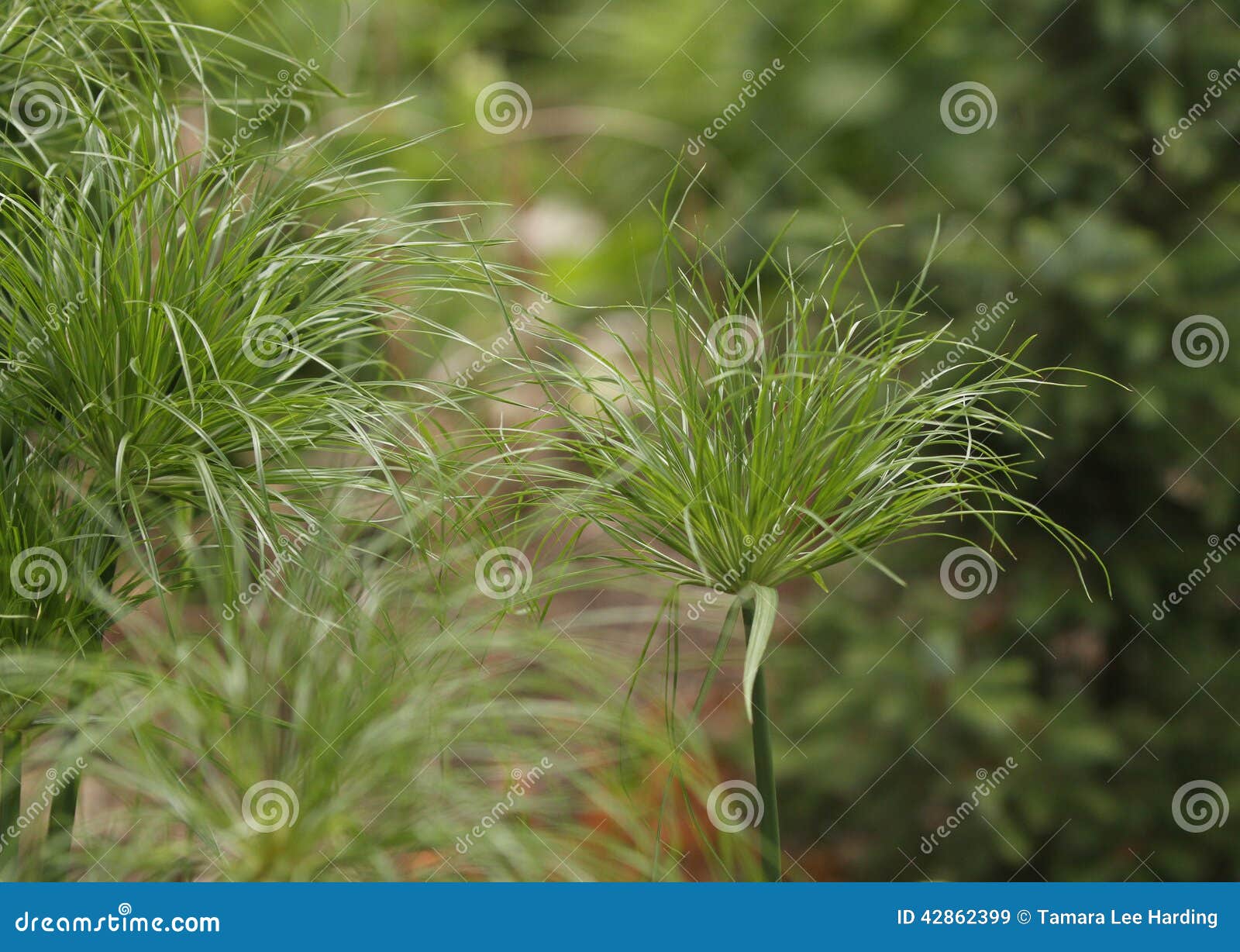 Ornamental King Tut Grass stock image. Image of retail 42862399