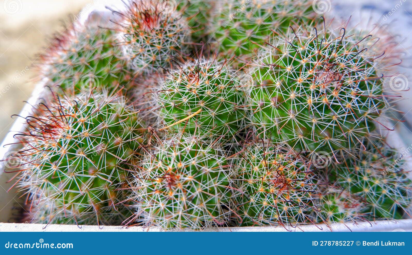 ornamental mini clusters with moon  and fine white spikes