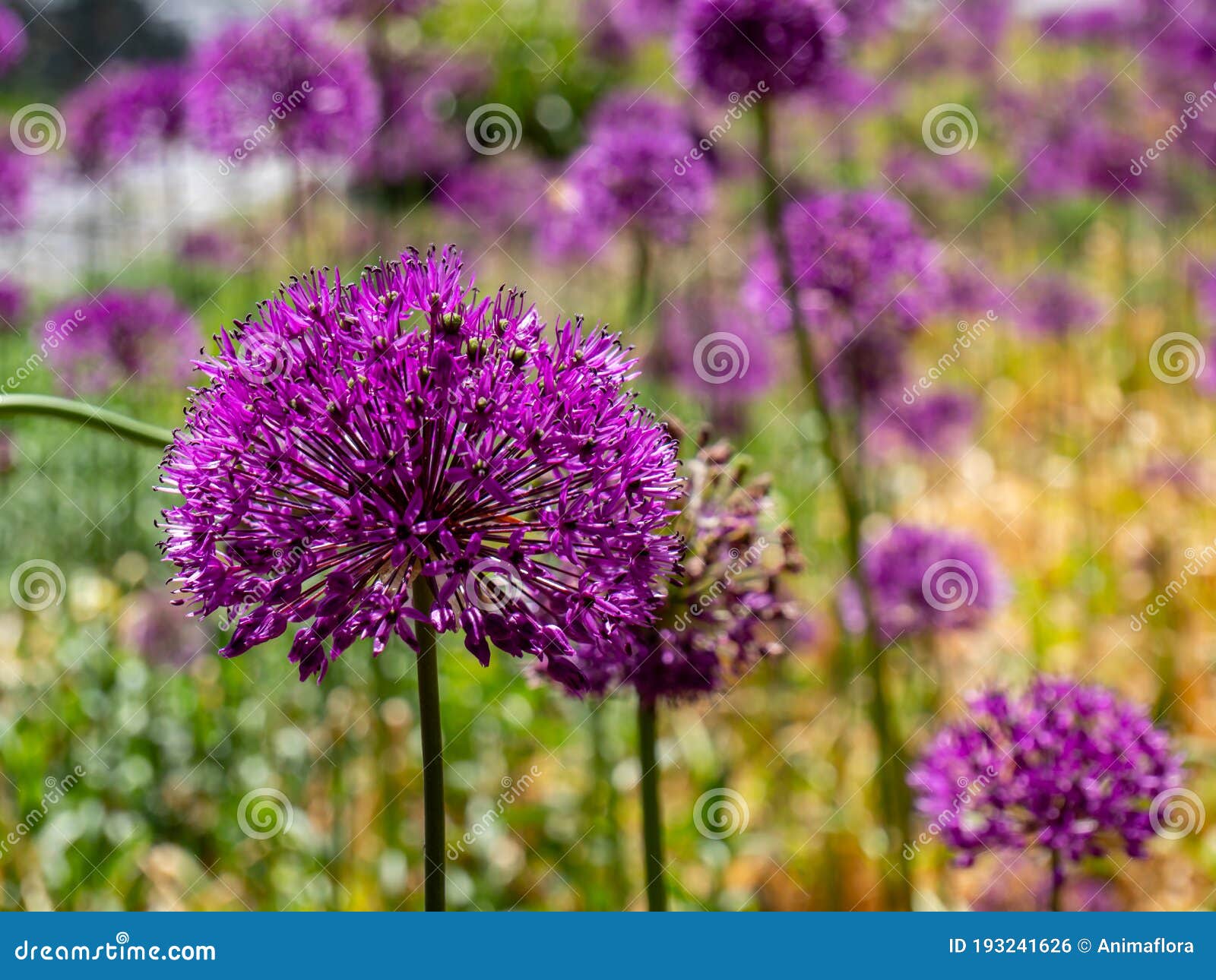 Ornamental Onion Allium Flowers in Spring Stock Photo Image of nature