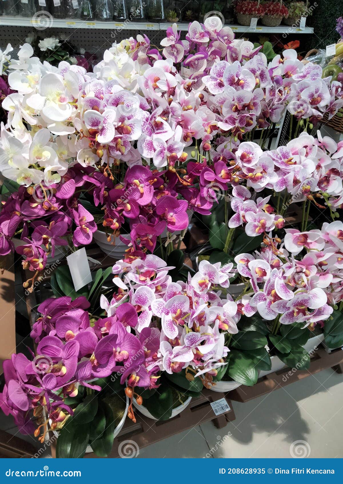 Ornamental Orchids Ready To Sell Stock Image Image of herb, rose