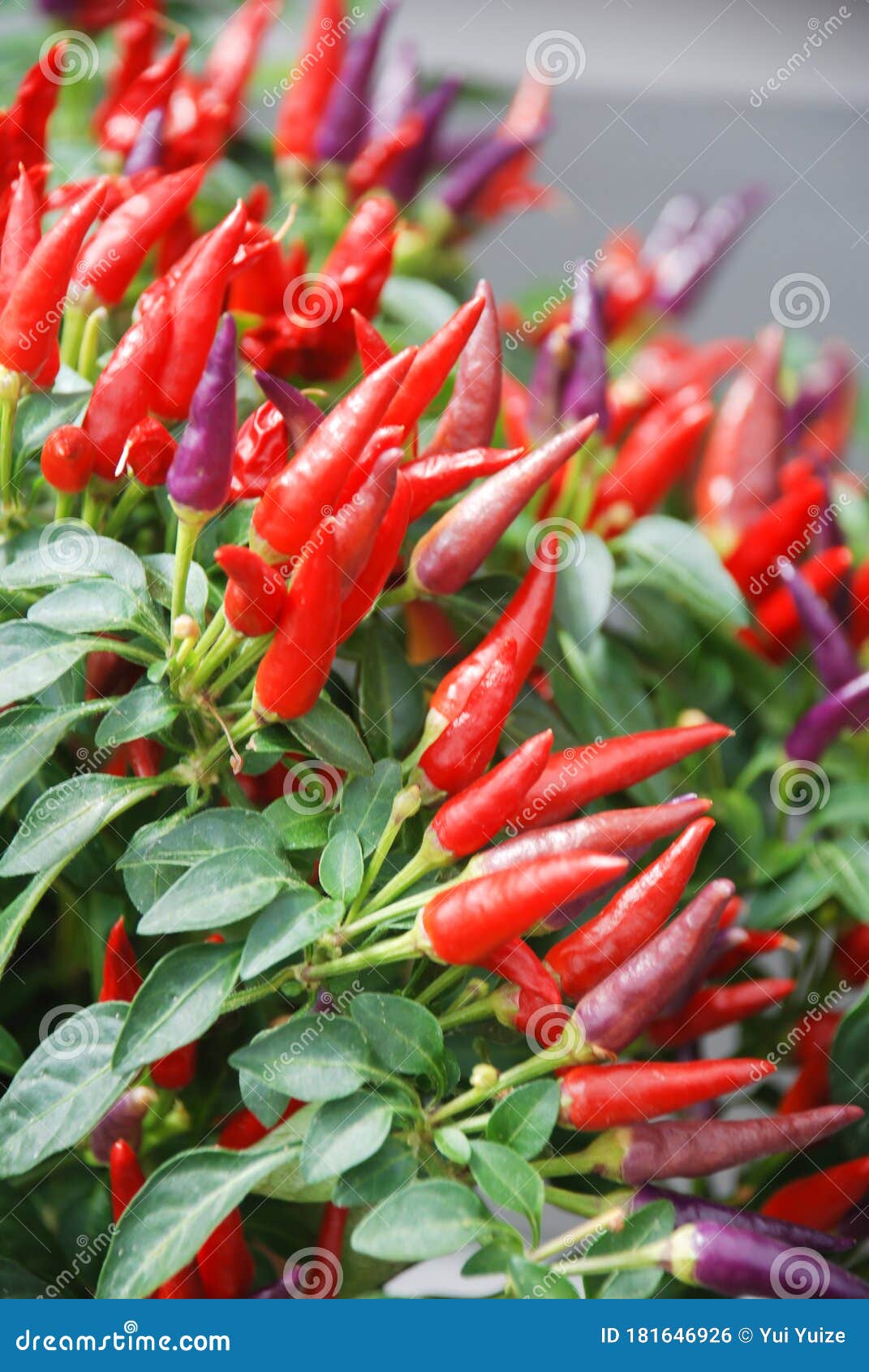 Ornamental Pepper Dwarf Pepper, Capsicum Annuum, Potted Pepper Stock