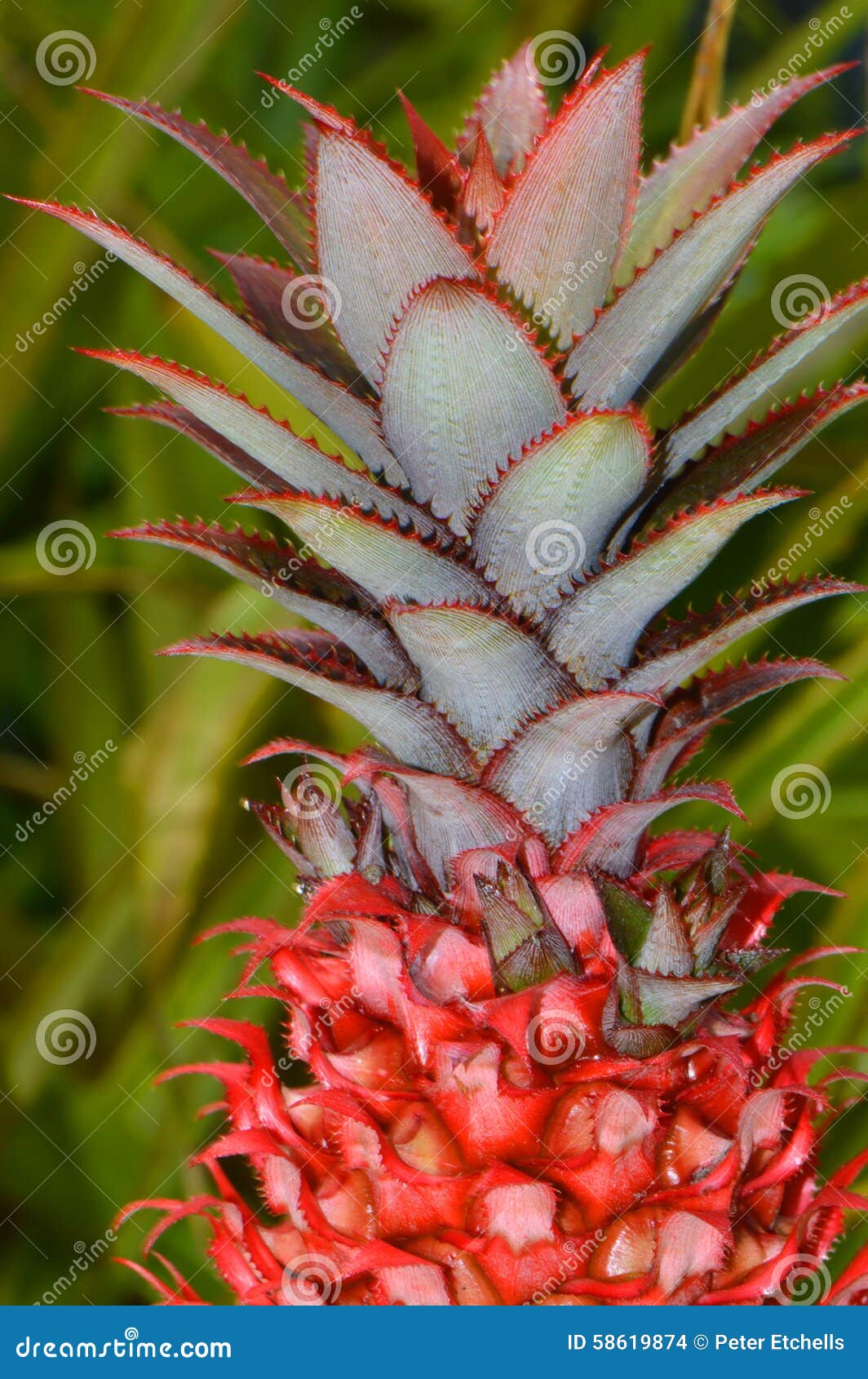 Ornamental Pineapple Ananas Bracteatus Stock Photo Image of plant