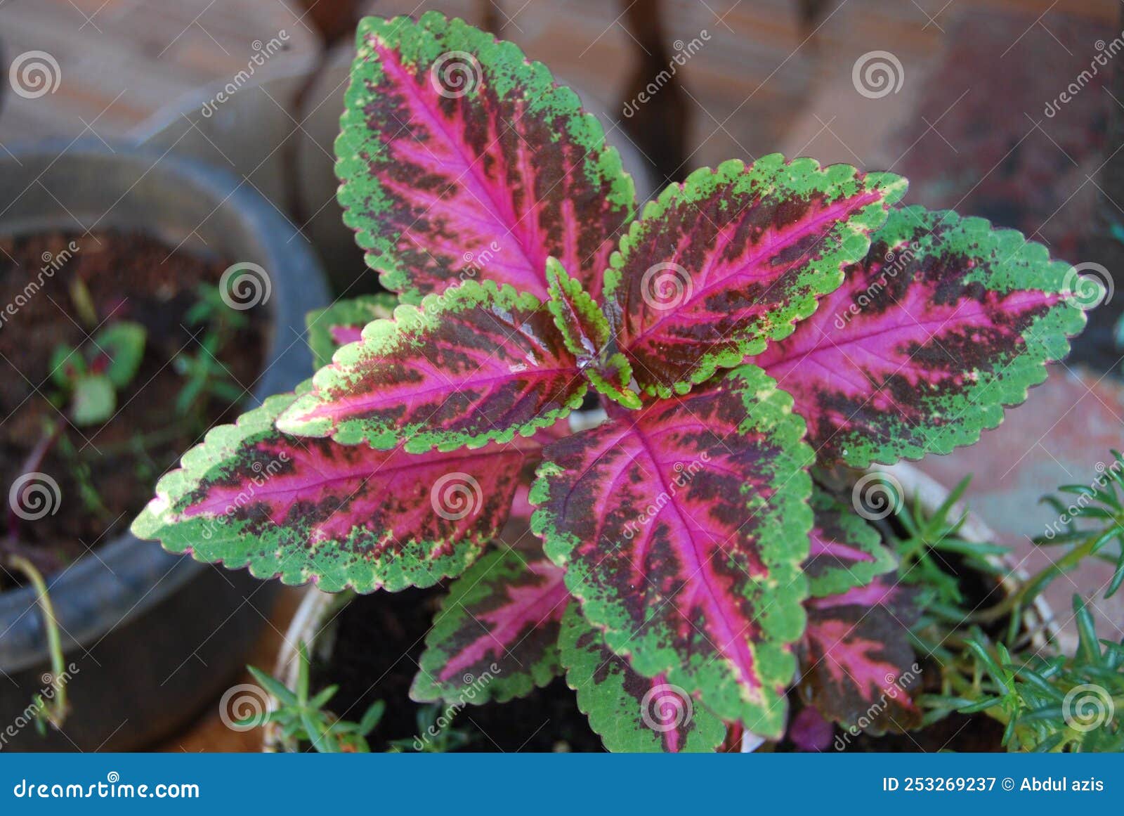 Decorative plants stock image. Image of purple, plant 253269237