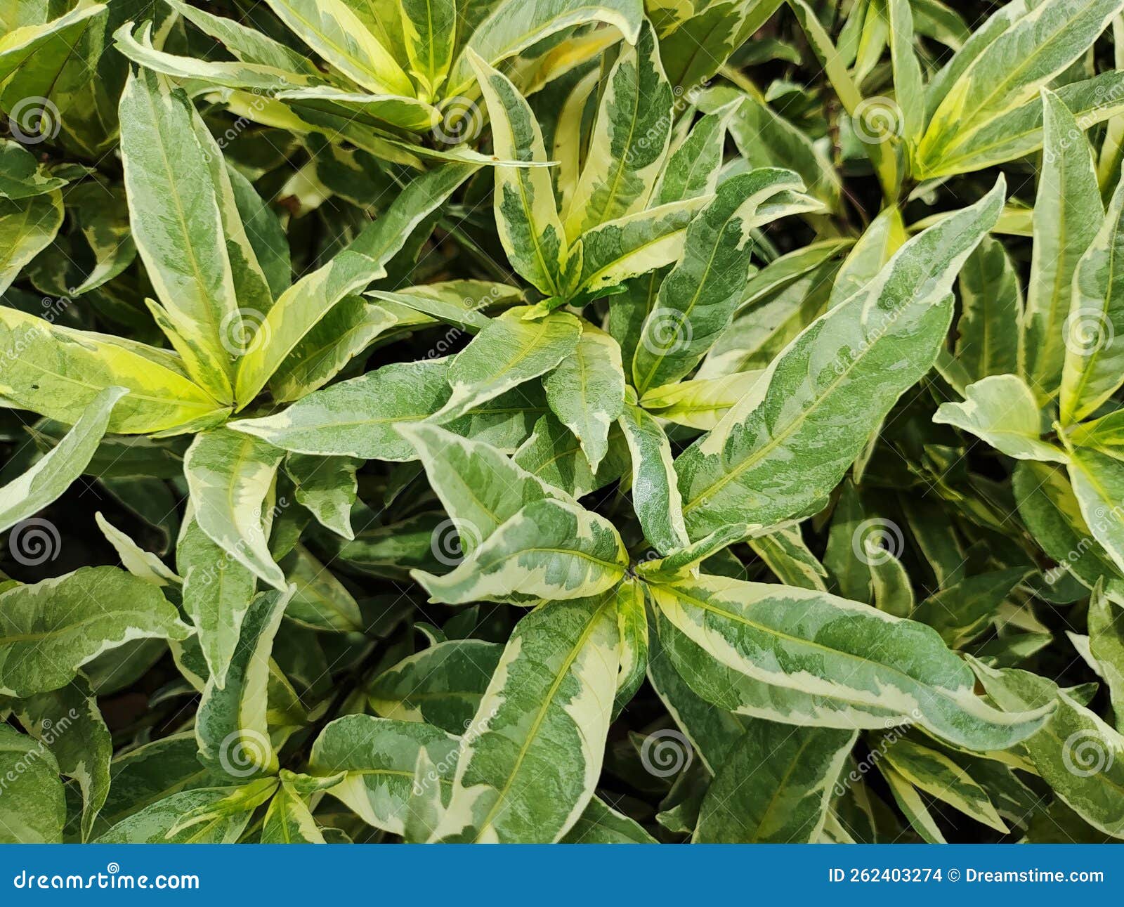 Ornamental Plant, Front of House, Light Green Color Stock Photo Image
