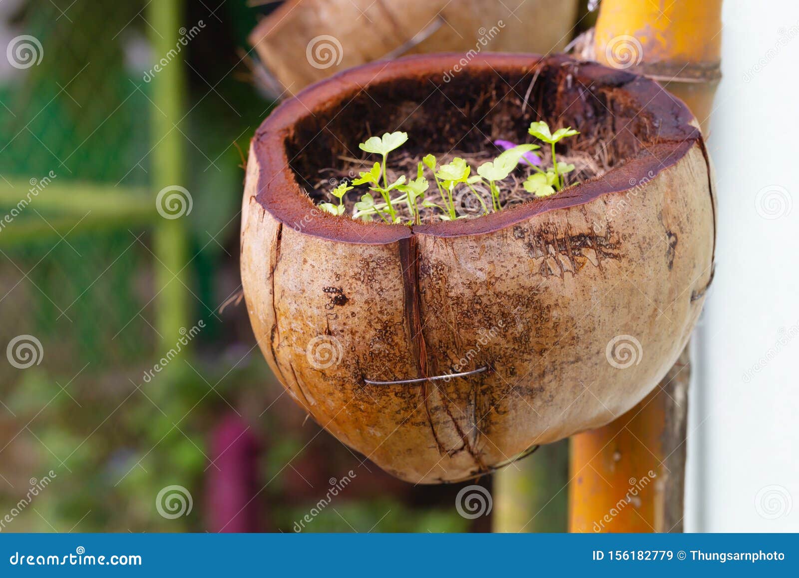 Vegetable Growing in a Pot Made of Coconut Stock Image Image of flora