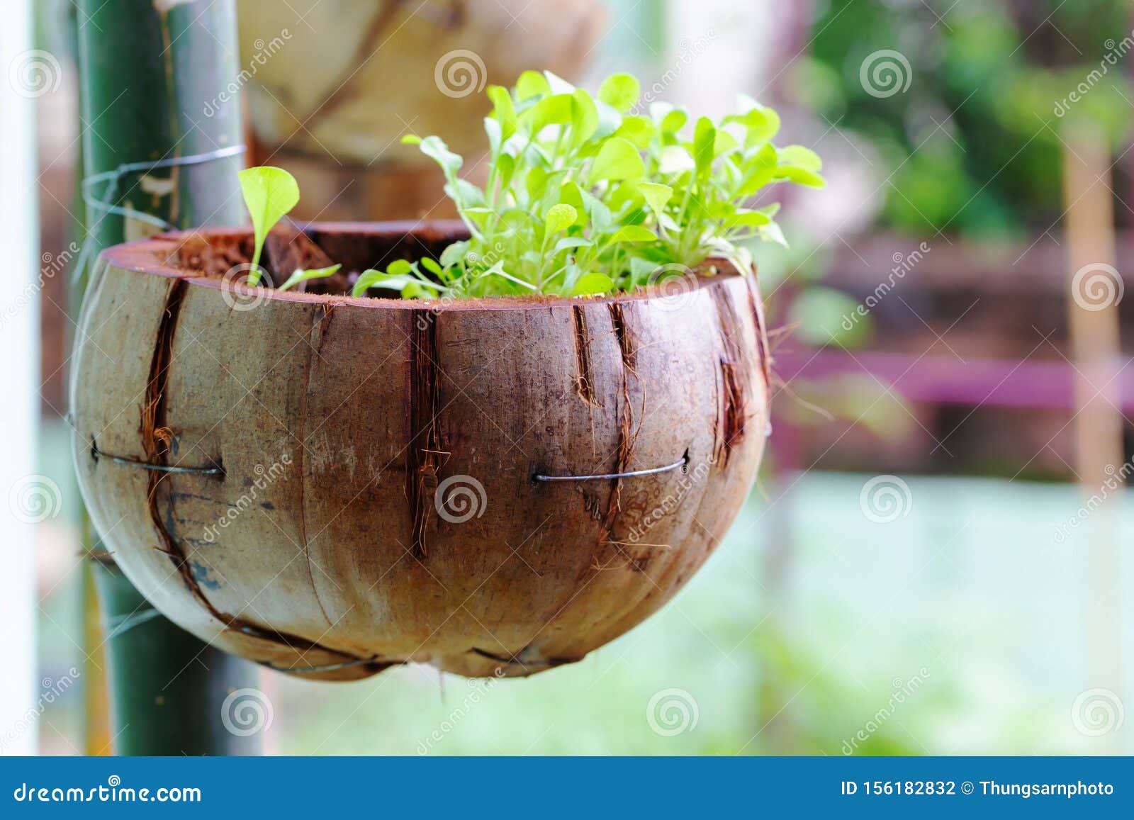 Vegetable Growing in a Pot Made of Coconut Stock Photo Image of