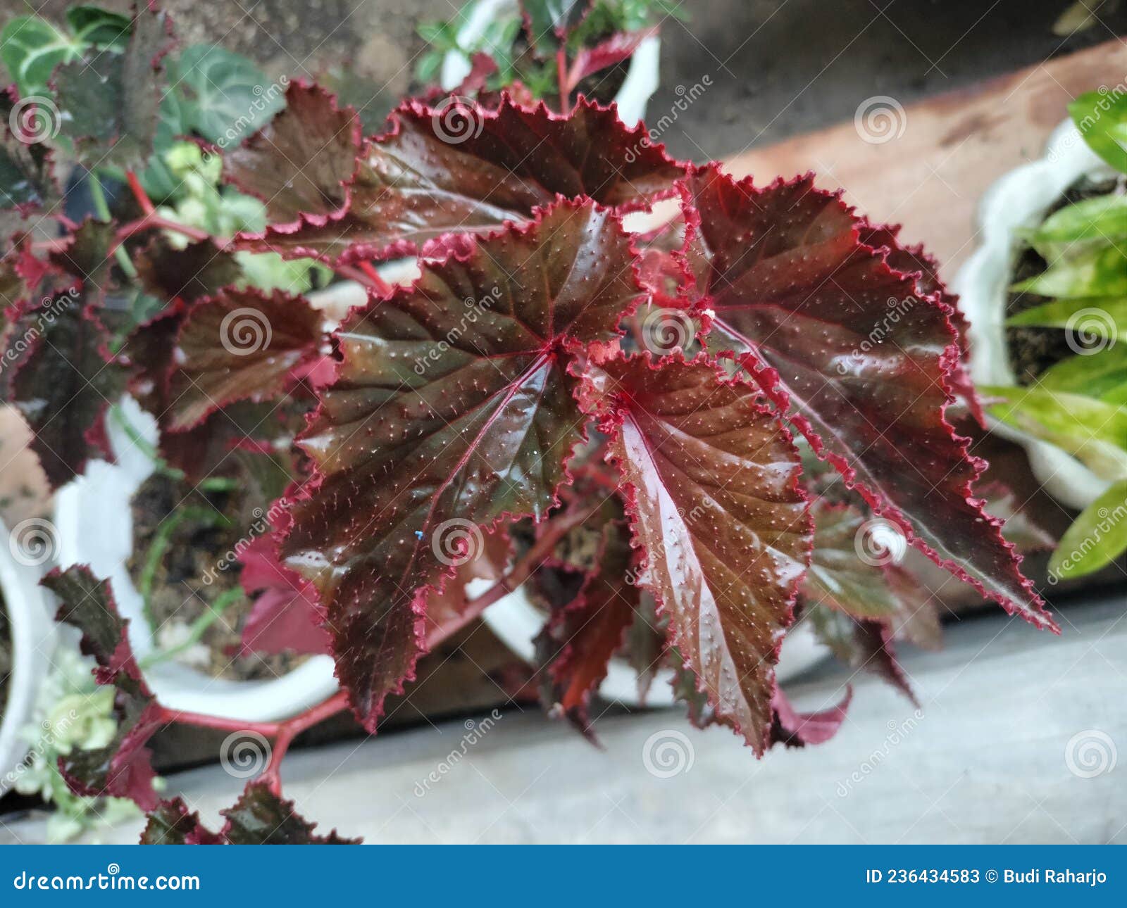 An Ornamental Plant that Has Red Leaves Stock Image Image of shrub