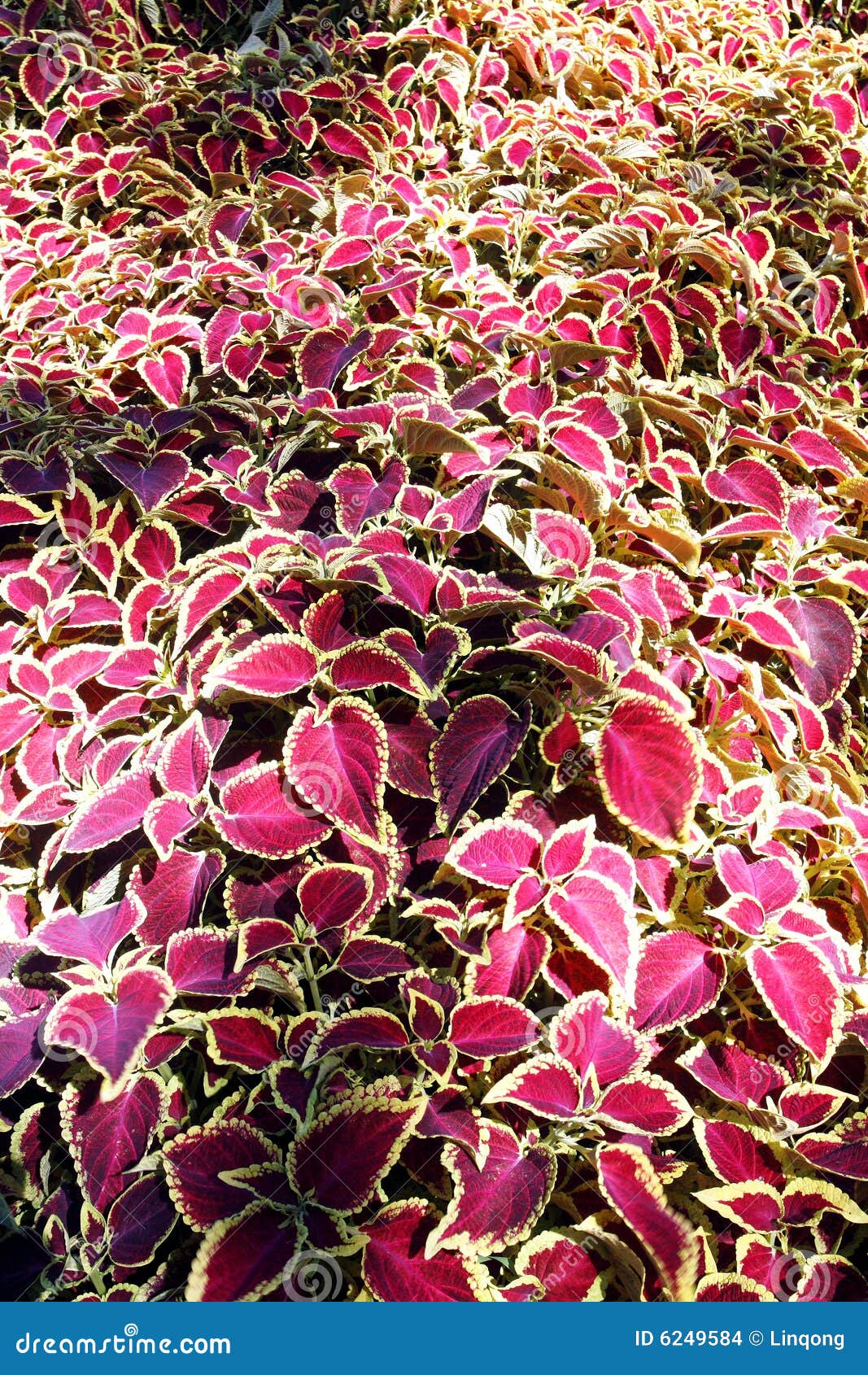 Ornamental plants. stock photo. Image of blossom, life 6249584