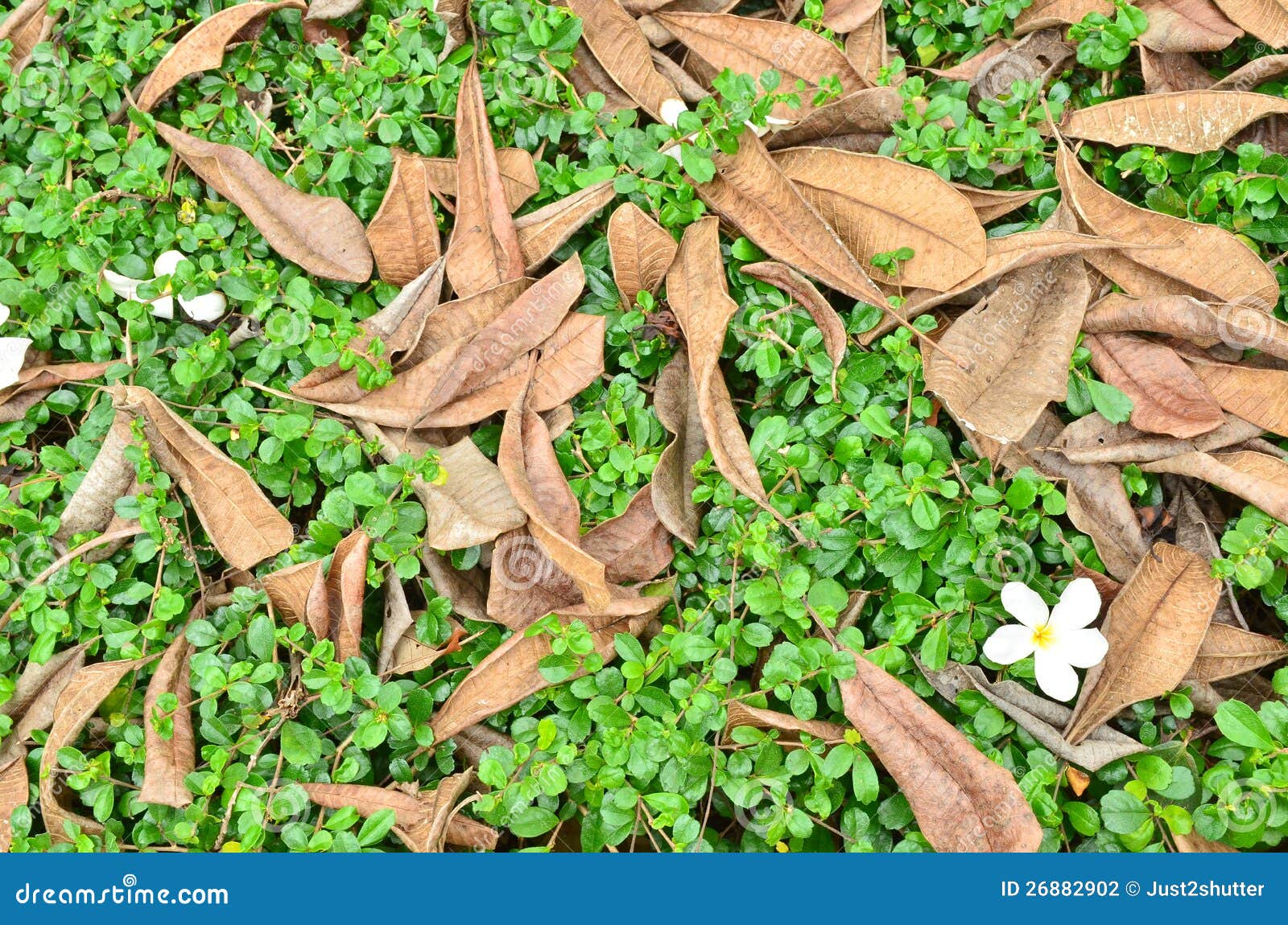 Ornamental Plants with Dry Leaves Stock Photo Image of floral
